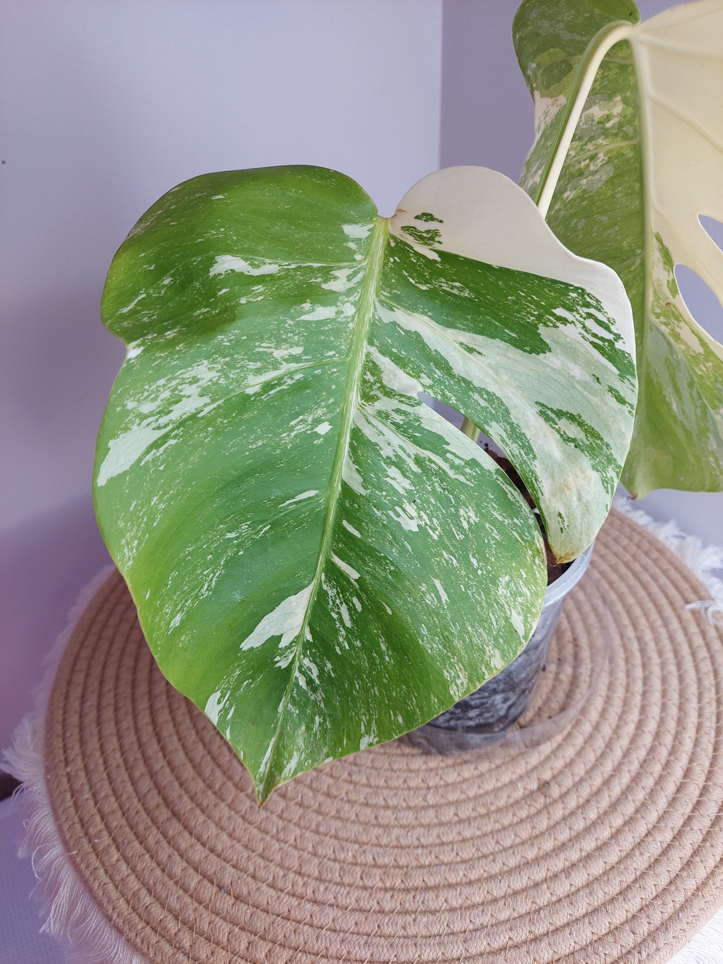 Monstera Borsigiana Albo Variegated 2