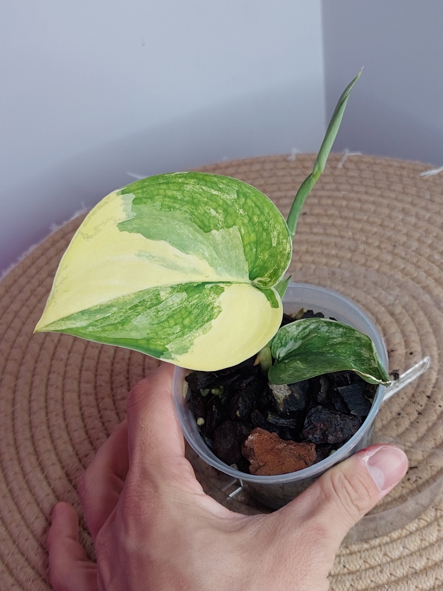 Scindapsus Jade Satin Variegated 1