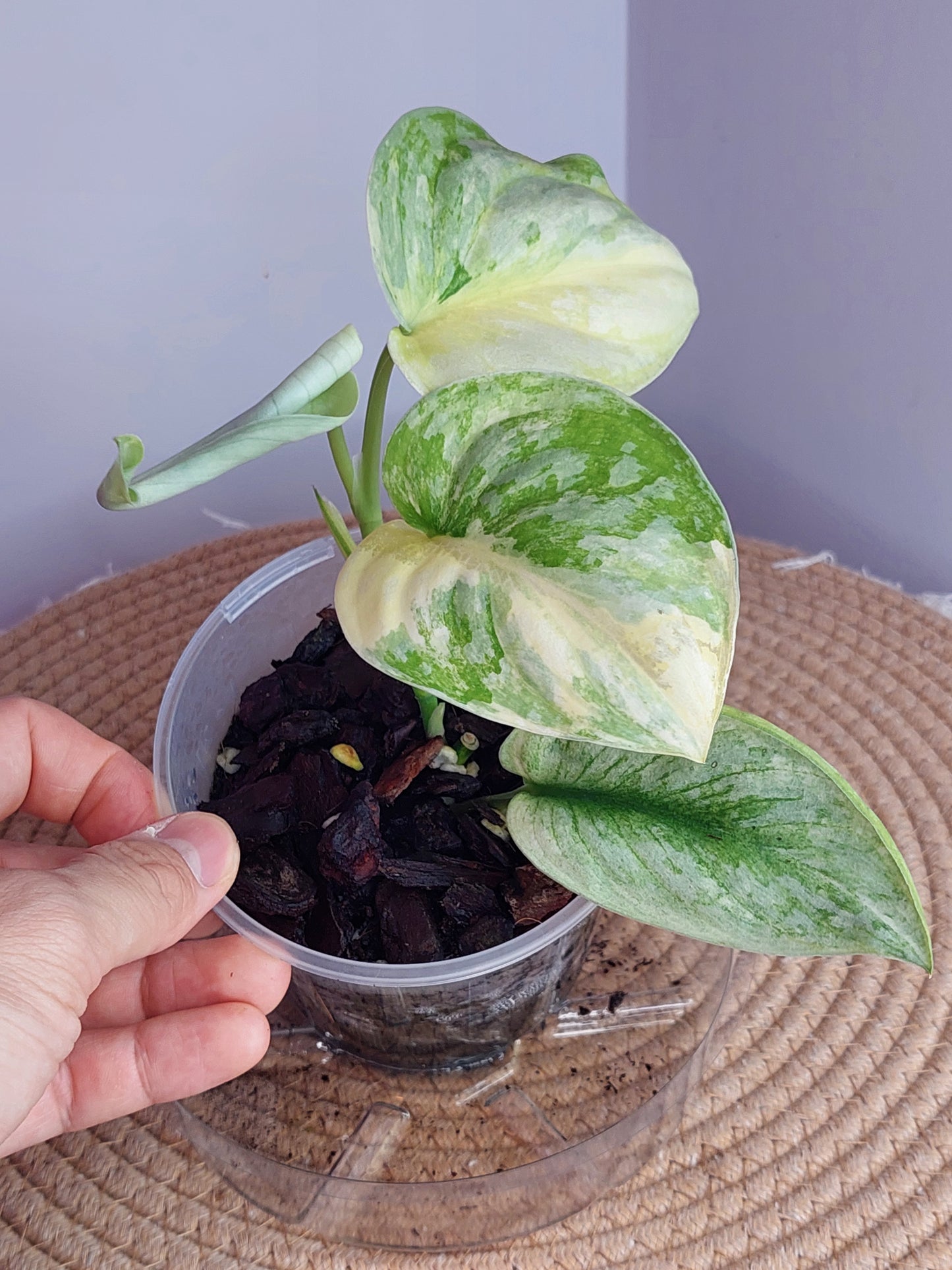 Scindapsus Exotica Variegated 1