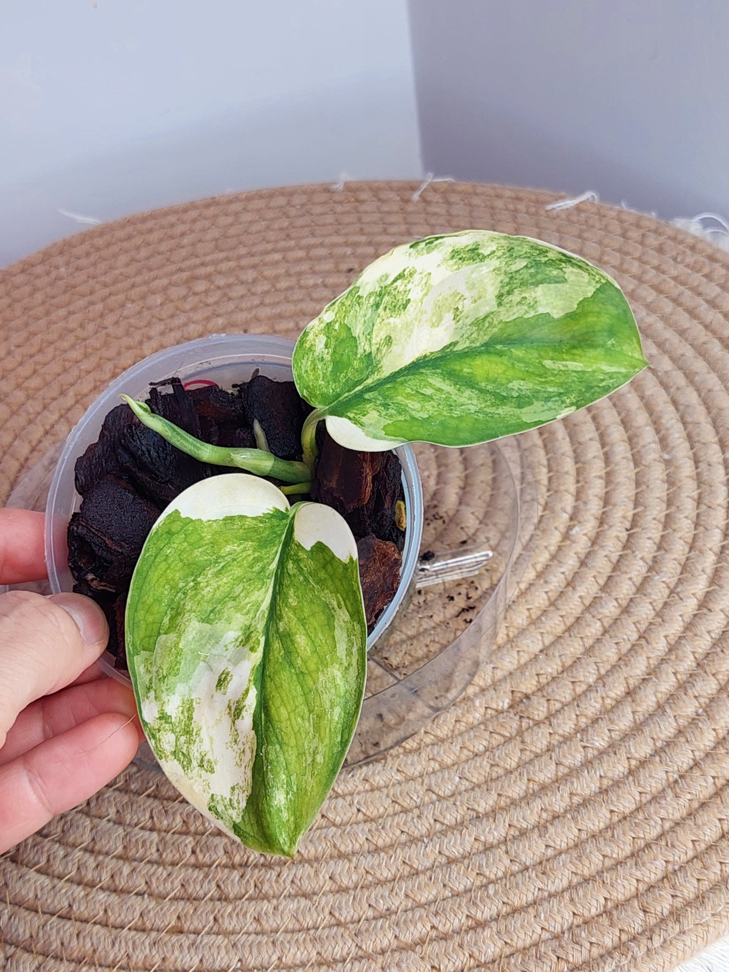 Scindapsus Jade Satin Variegated 2
