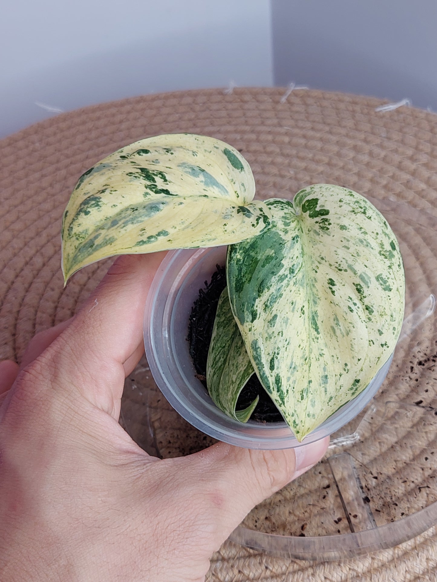 Scindapsus Silver Cloud Variegated 1