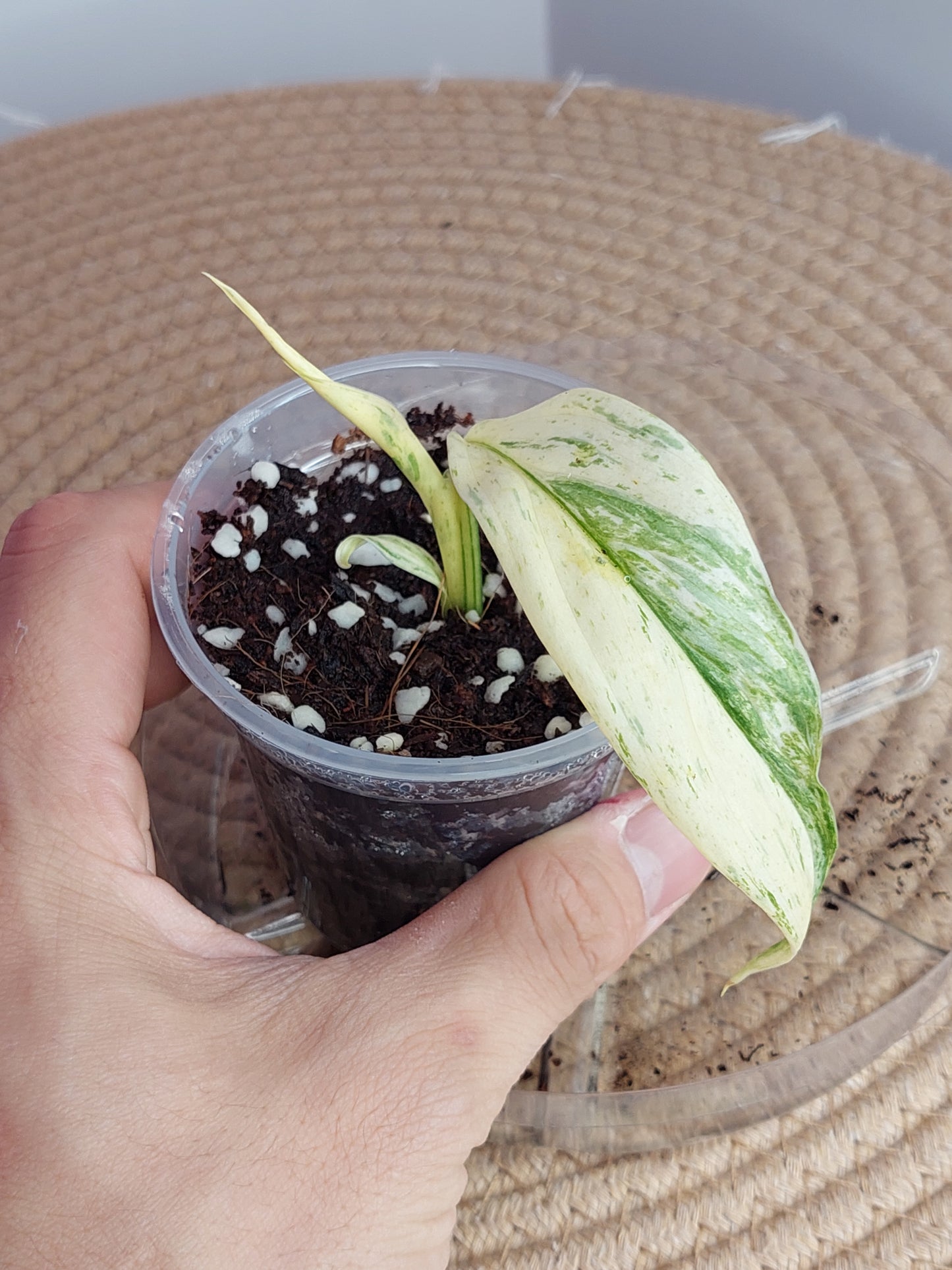 Scindapsus Longistipitatus Marble 1