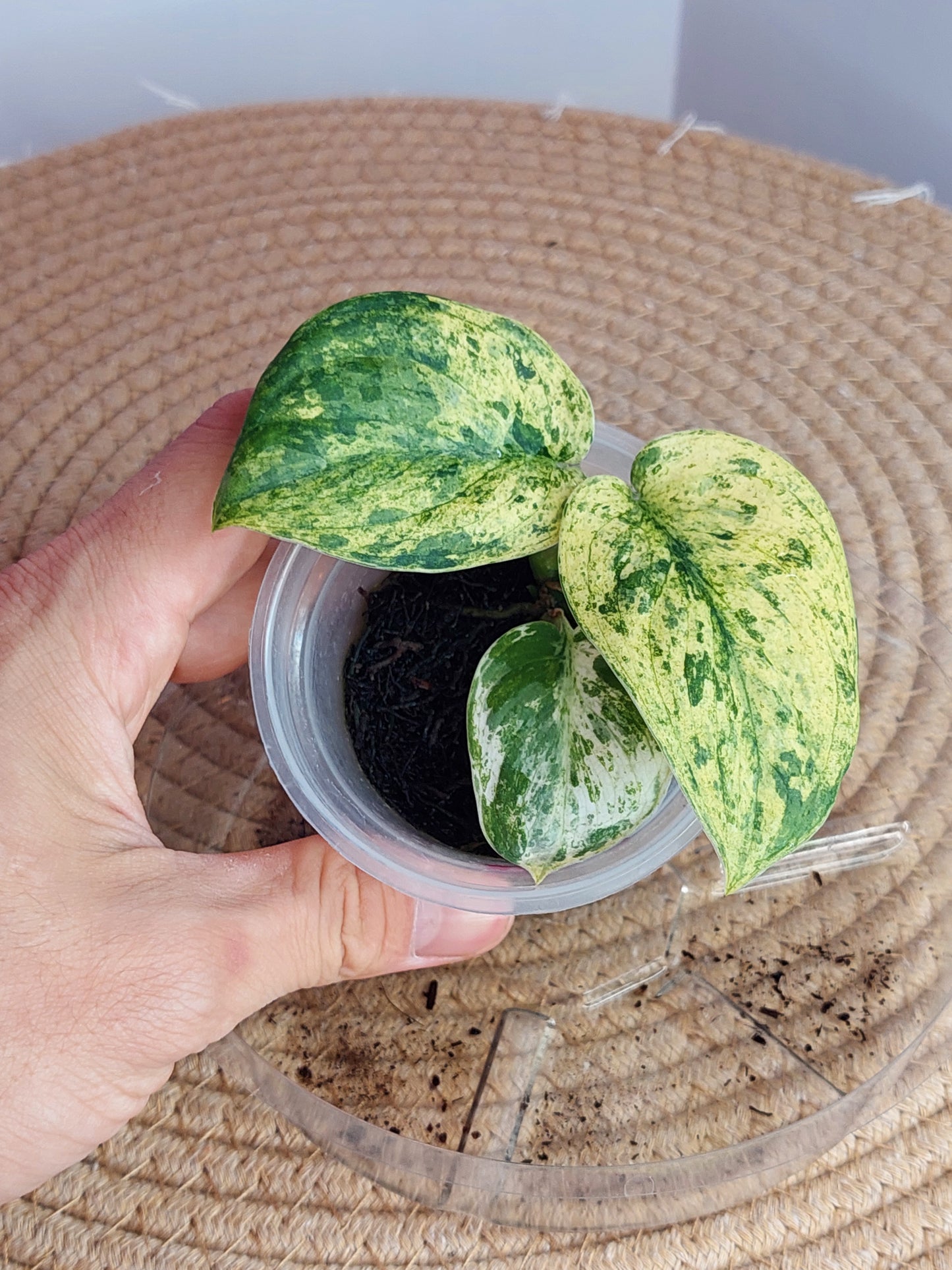 Scindapsus Creme Brulee Variegated 1