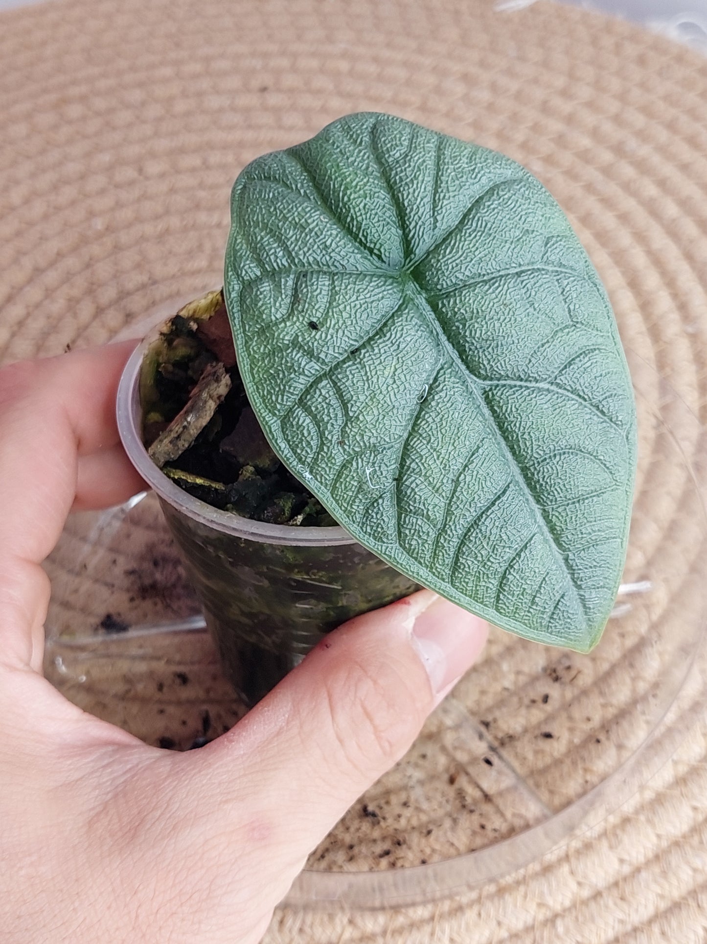 Alocasia Melo 1