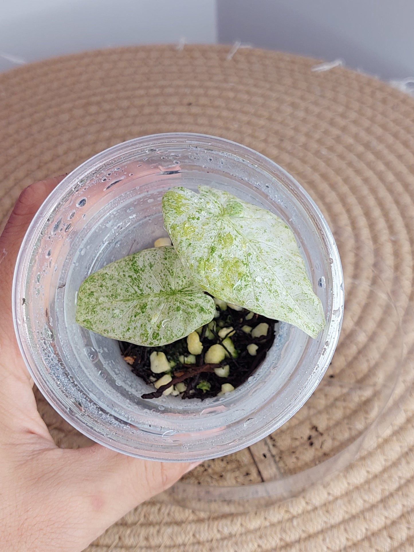 Alocasia Odora Batik Variegated 1