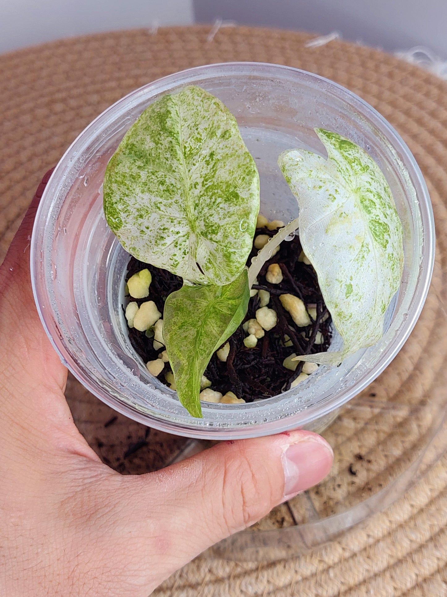 Alocasia Odora Batik Variegated 3