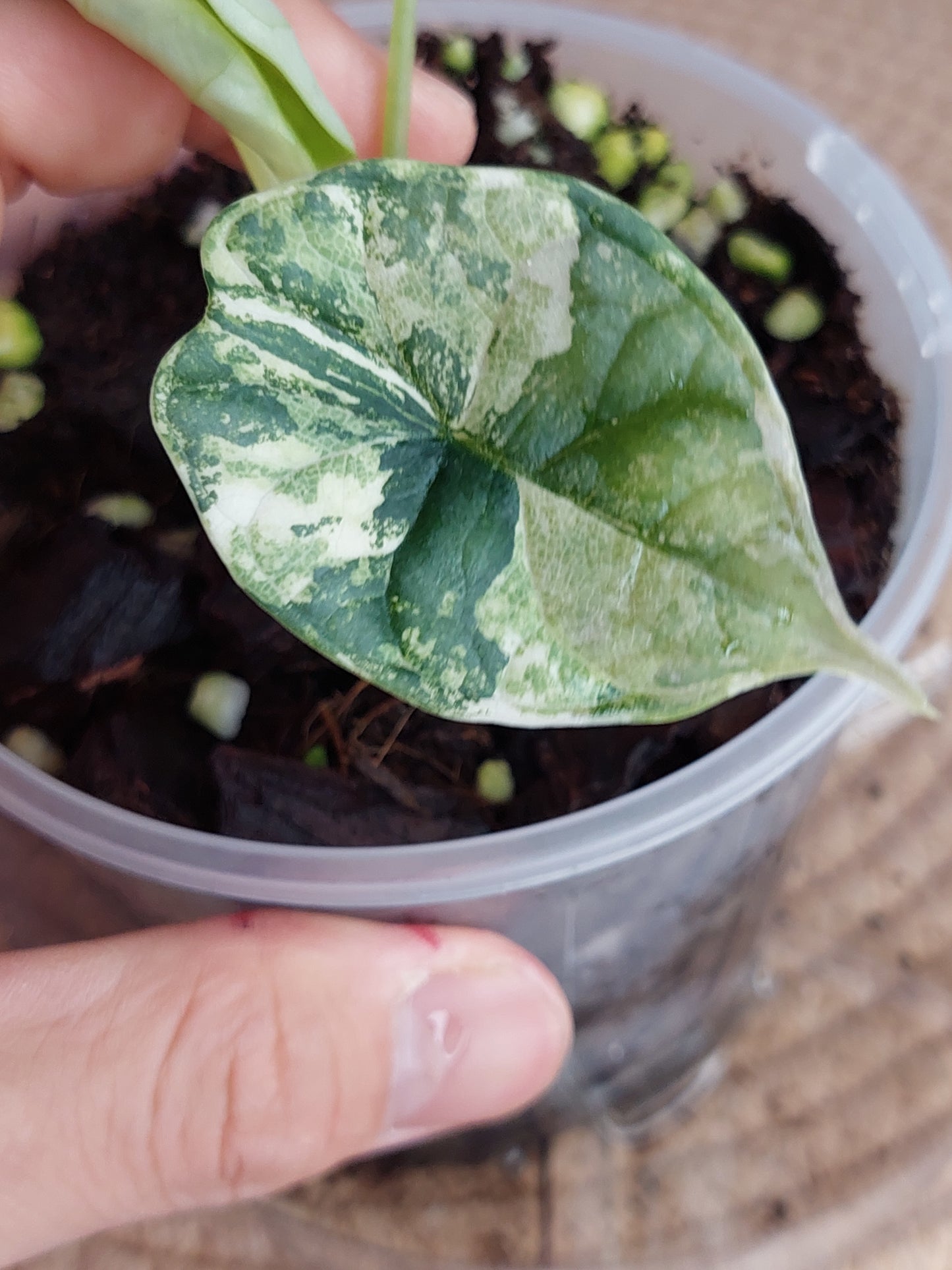 Alocasia Dragon Scale Albo 1