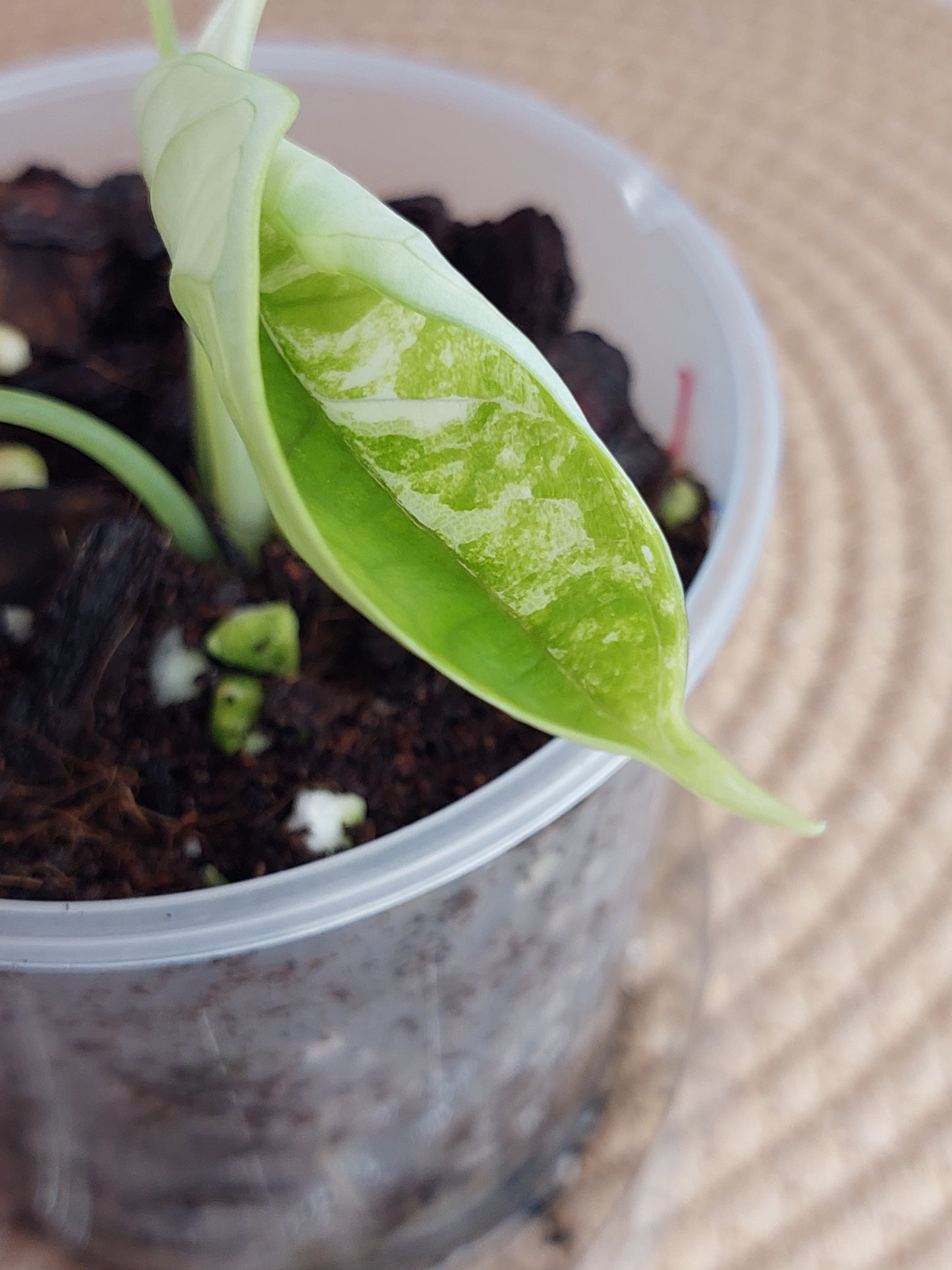 Alocasia Dragon Scale Albo 1