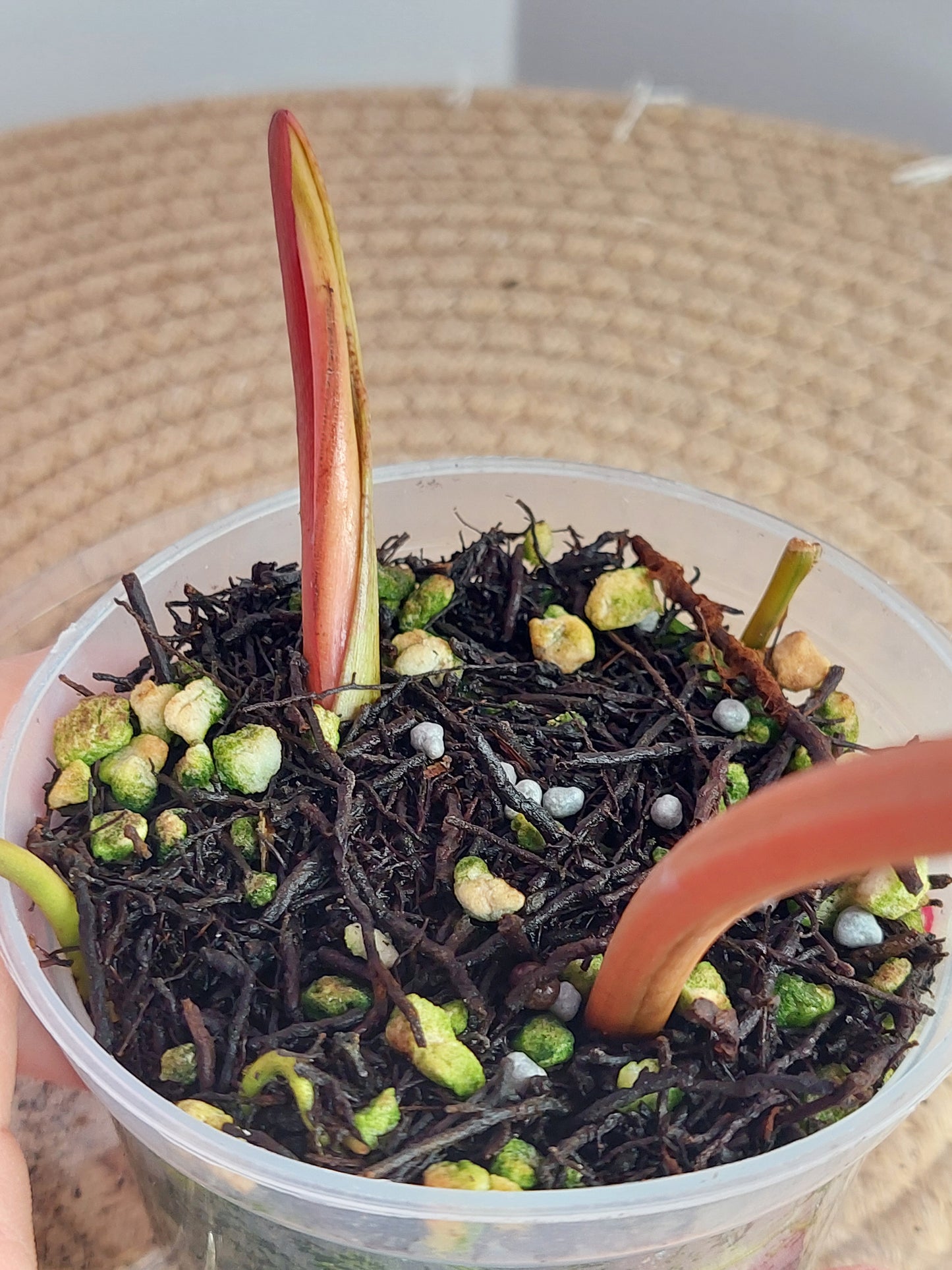 Philodendron Billietiae Variegated 1