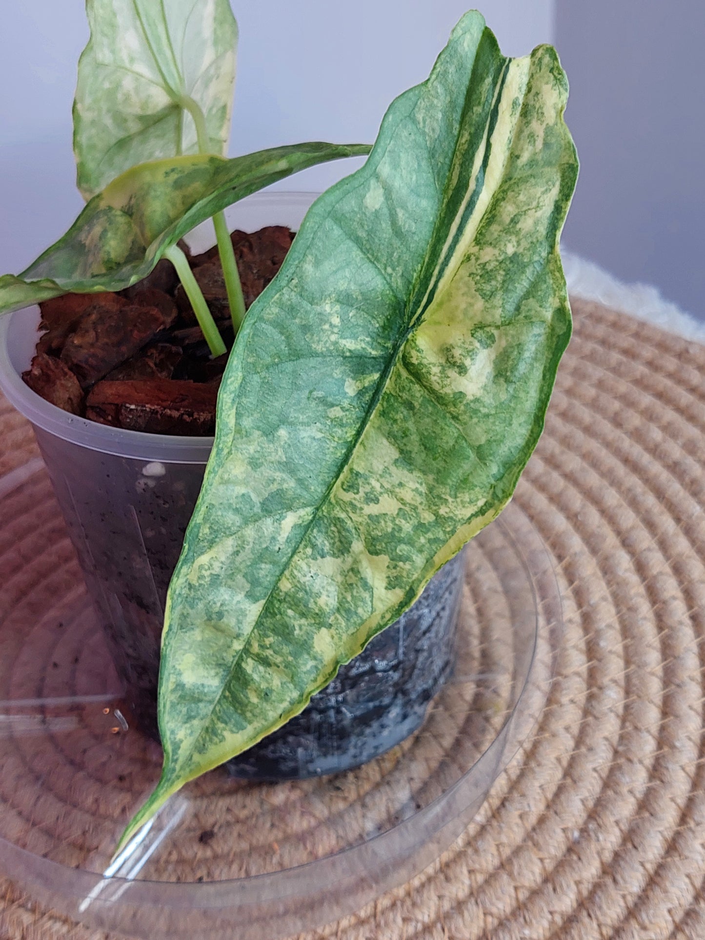 Alocasia Dragon Breath Variegated - 1