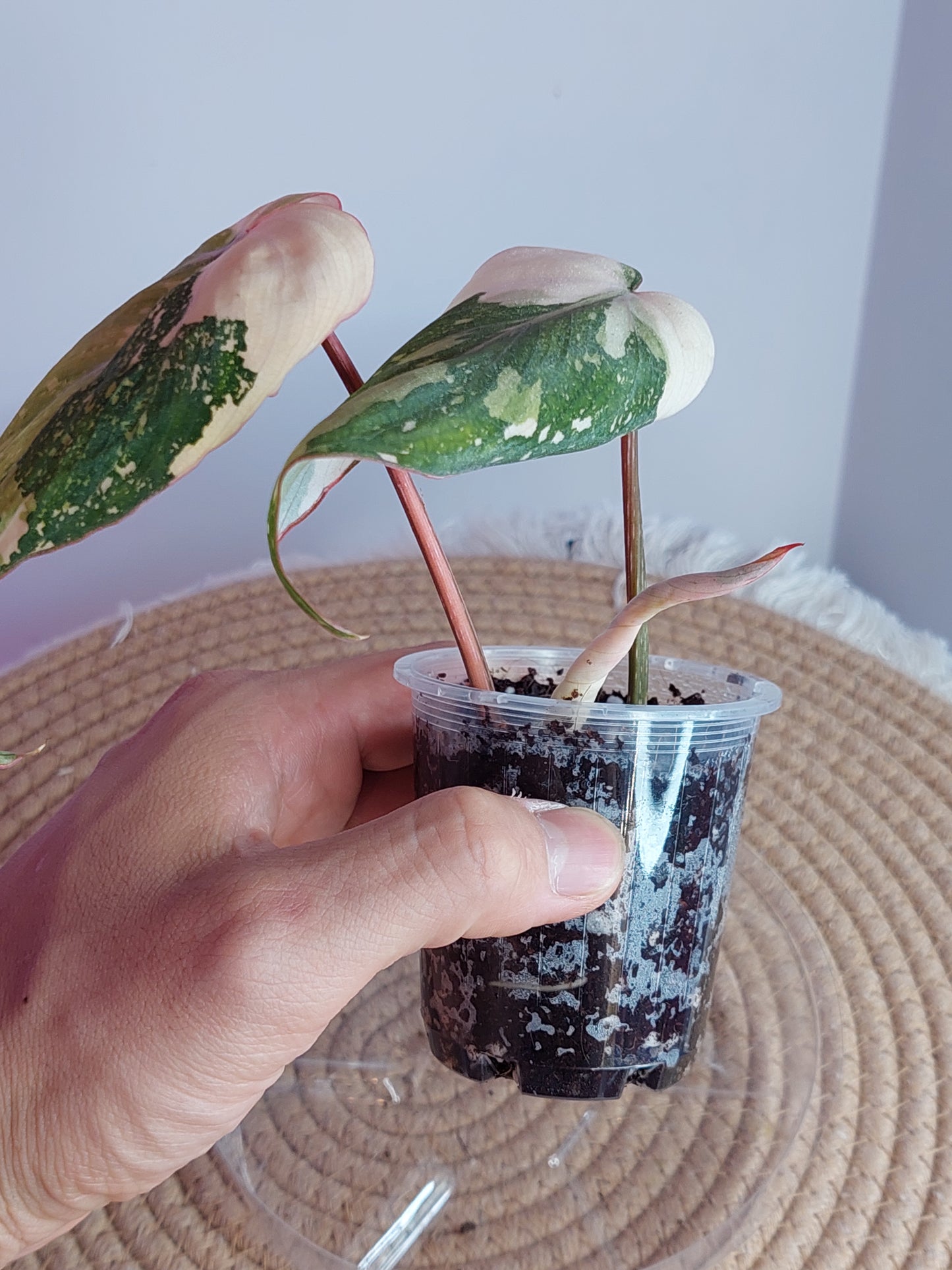 Philodendron Gloriosum Variegated - 1