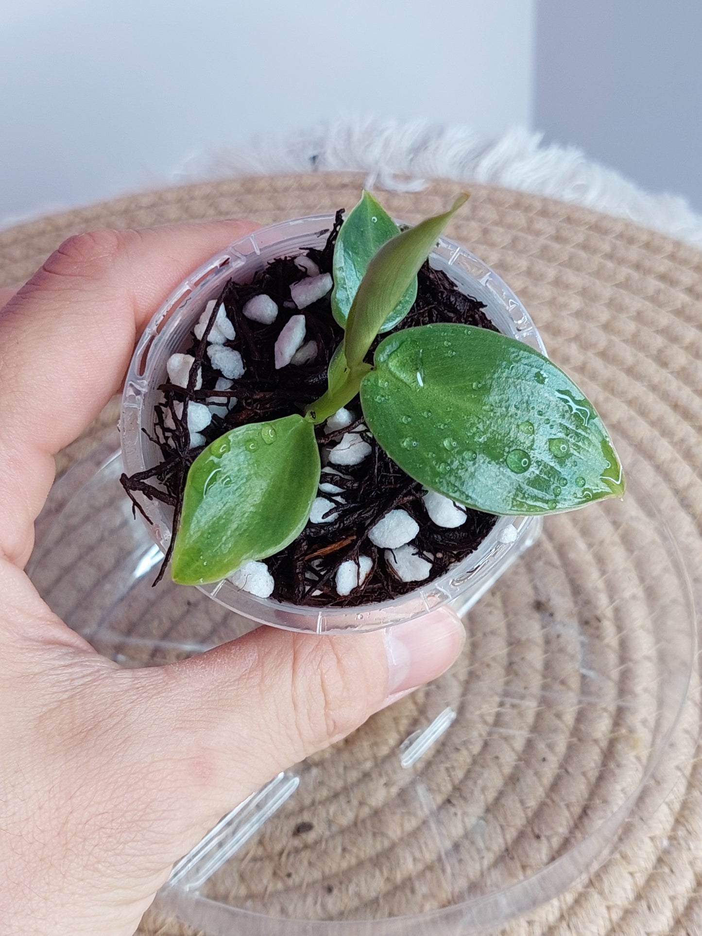 Philodendron Spiritus Sancti - 1