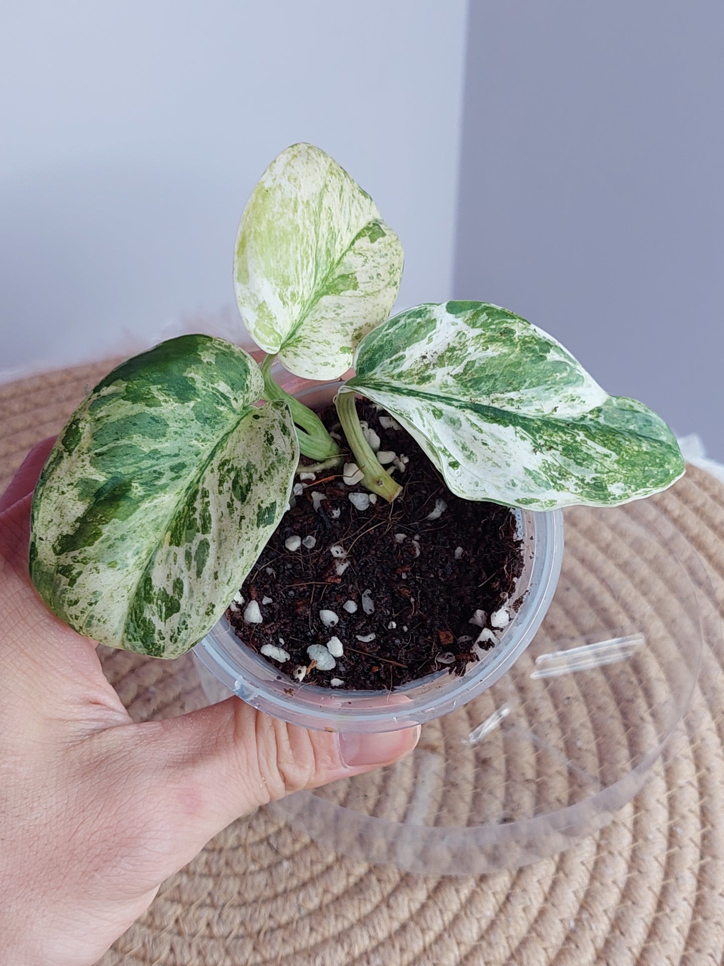 Scindapsus Creme Brulee Variegated - 1