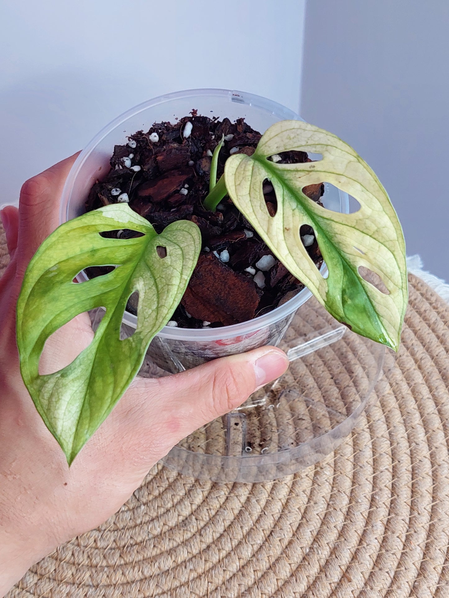 Monstera Monkey Mask(Adansonii) Variegated - 1