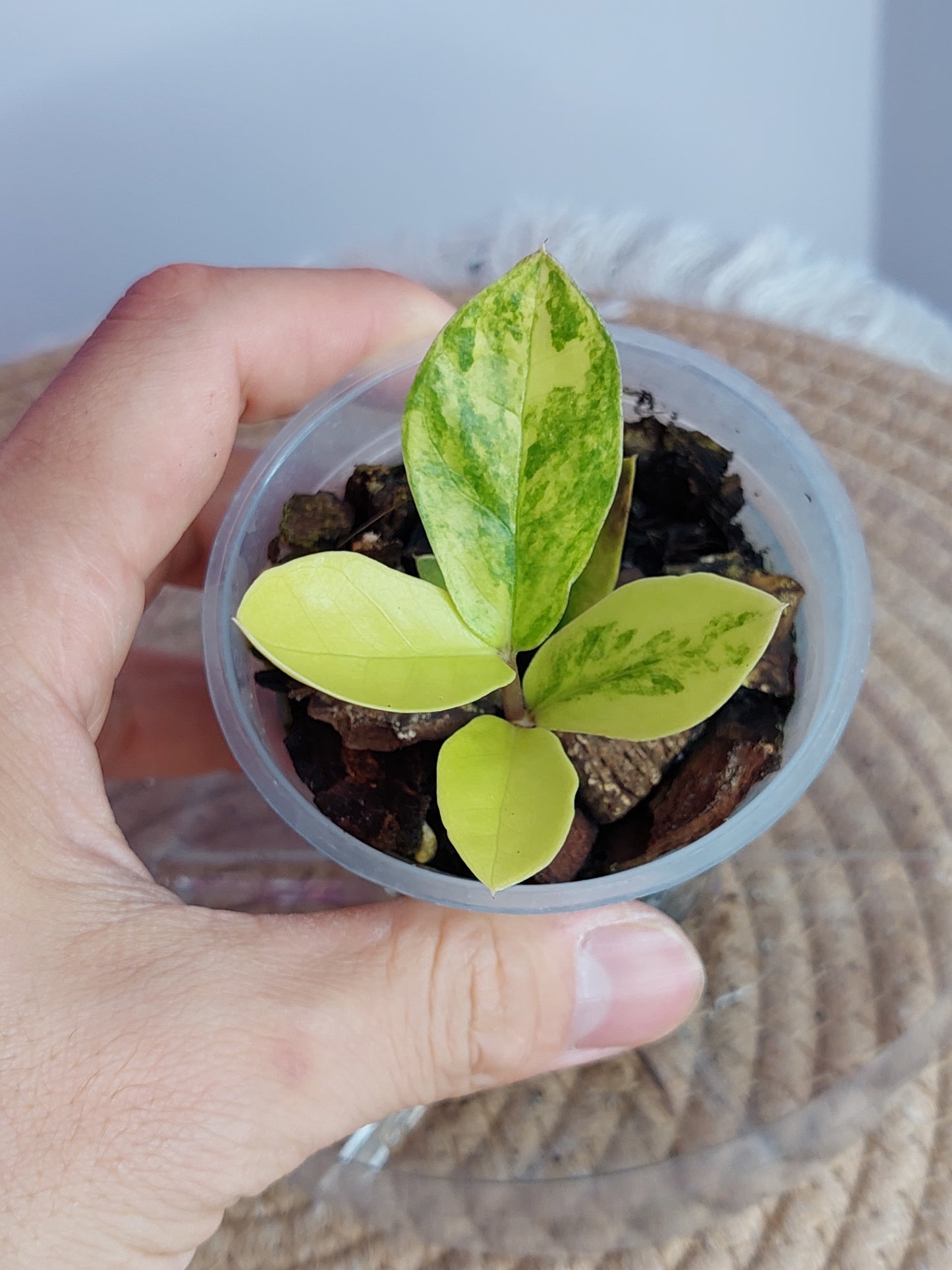 ZZ plant variegated - 1