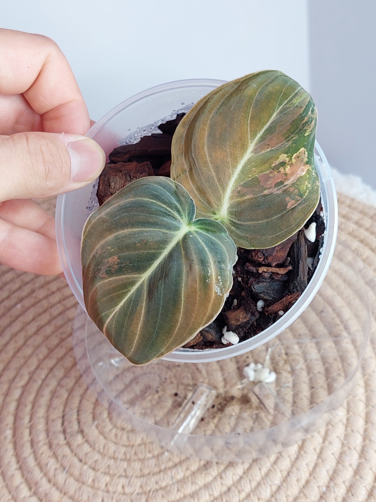 Philodendron Melanochrysum Variegated - 1