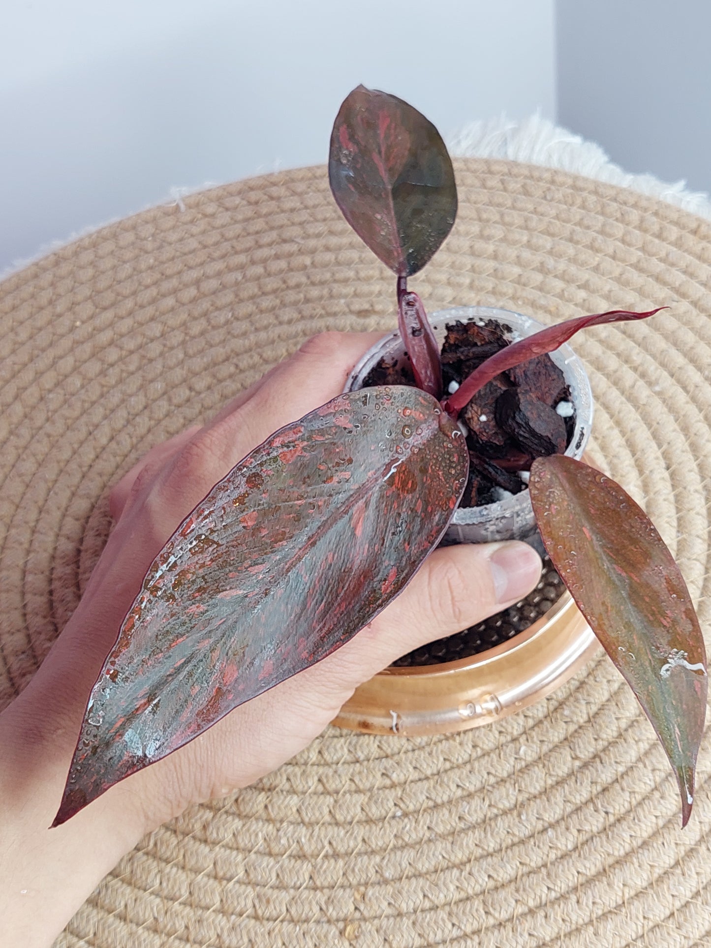 Philodendron Orange Princess Variegated #C