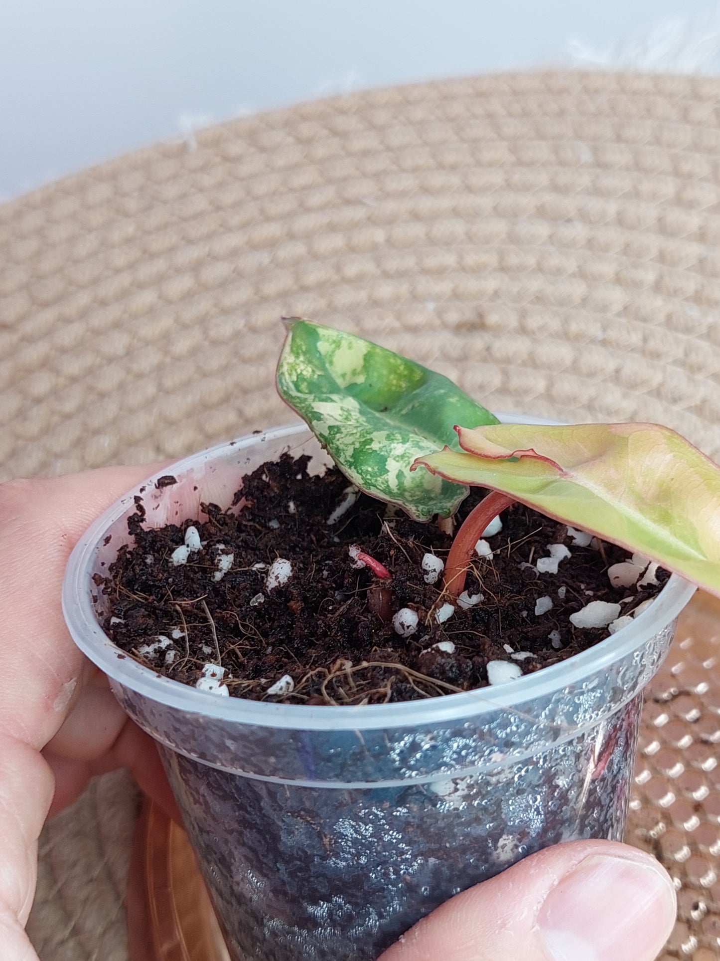 Philodendron Billietiae Variegated (TC) #A