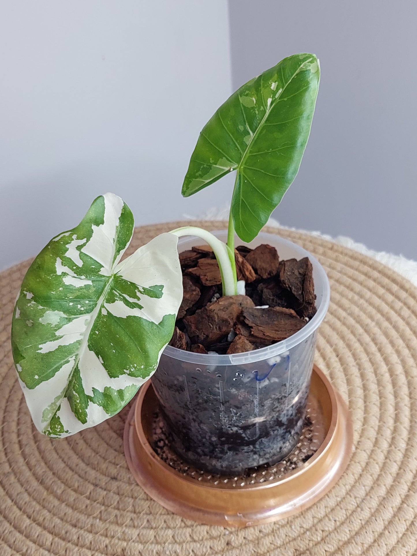 Alocasia Macrorrhiza Variegated #A