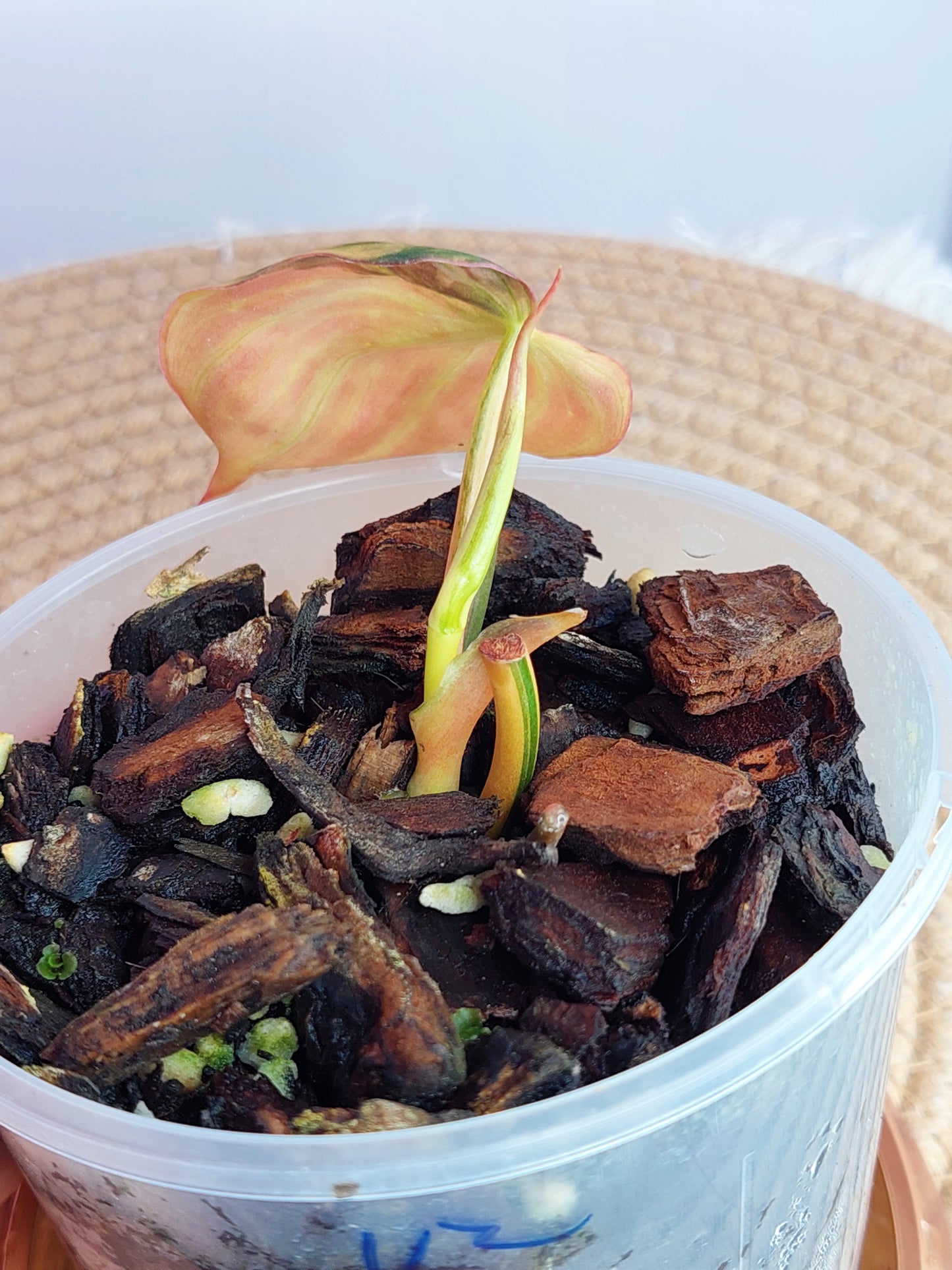 Philodendron Mican Variegated #B