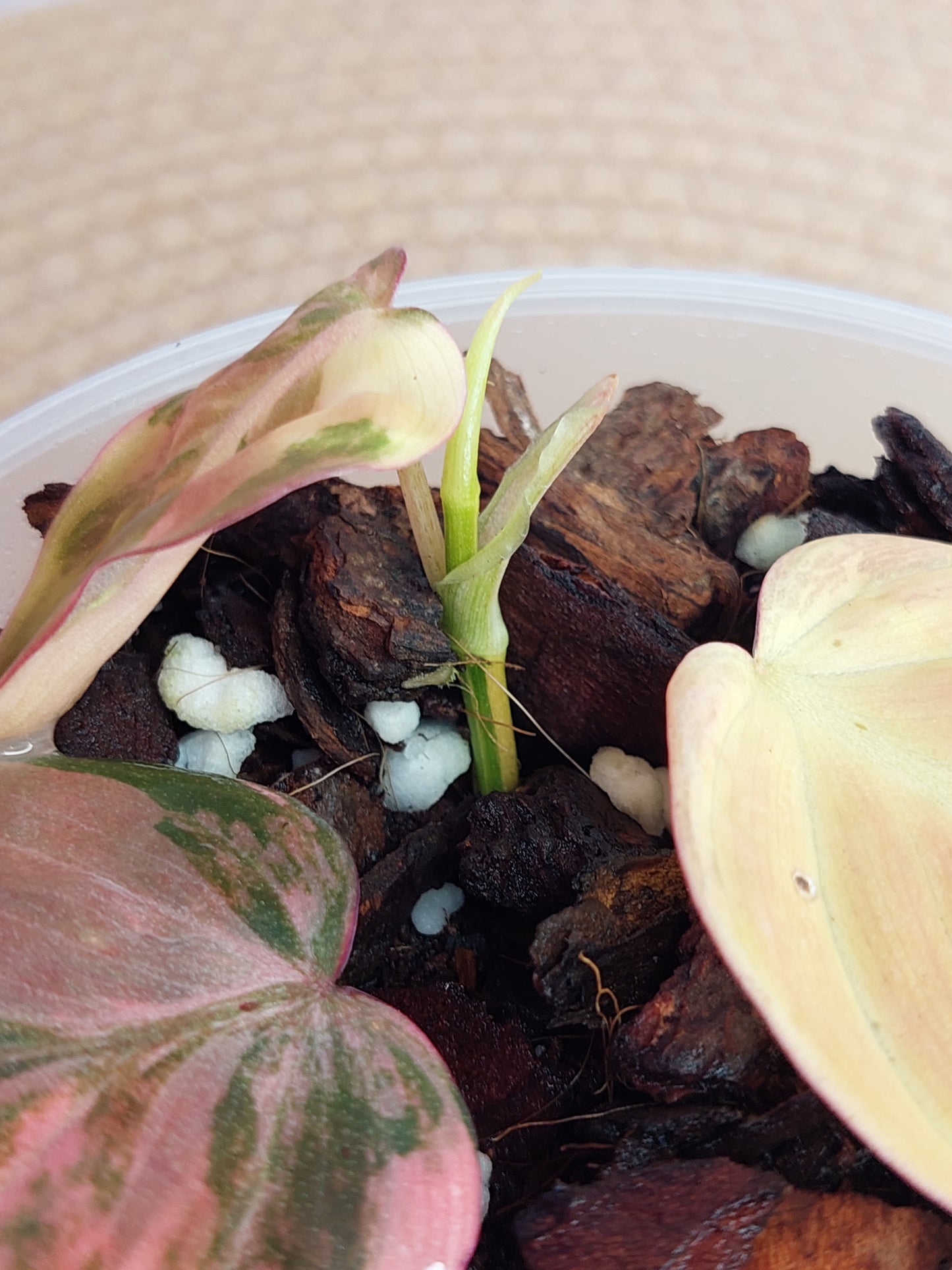 Philodendron Mican Variegated #C