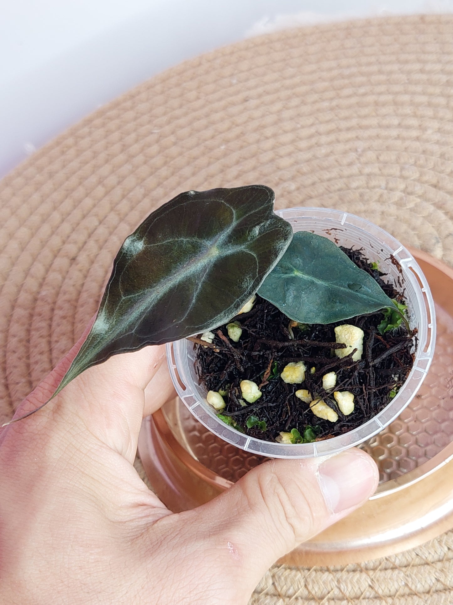 Alocasia Venom #A (LAST ONE)