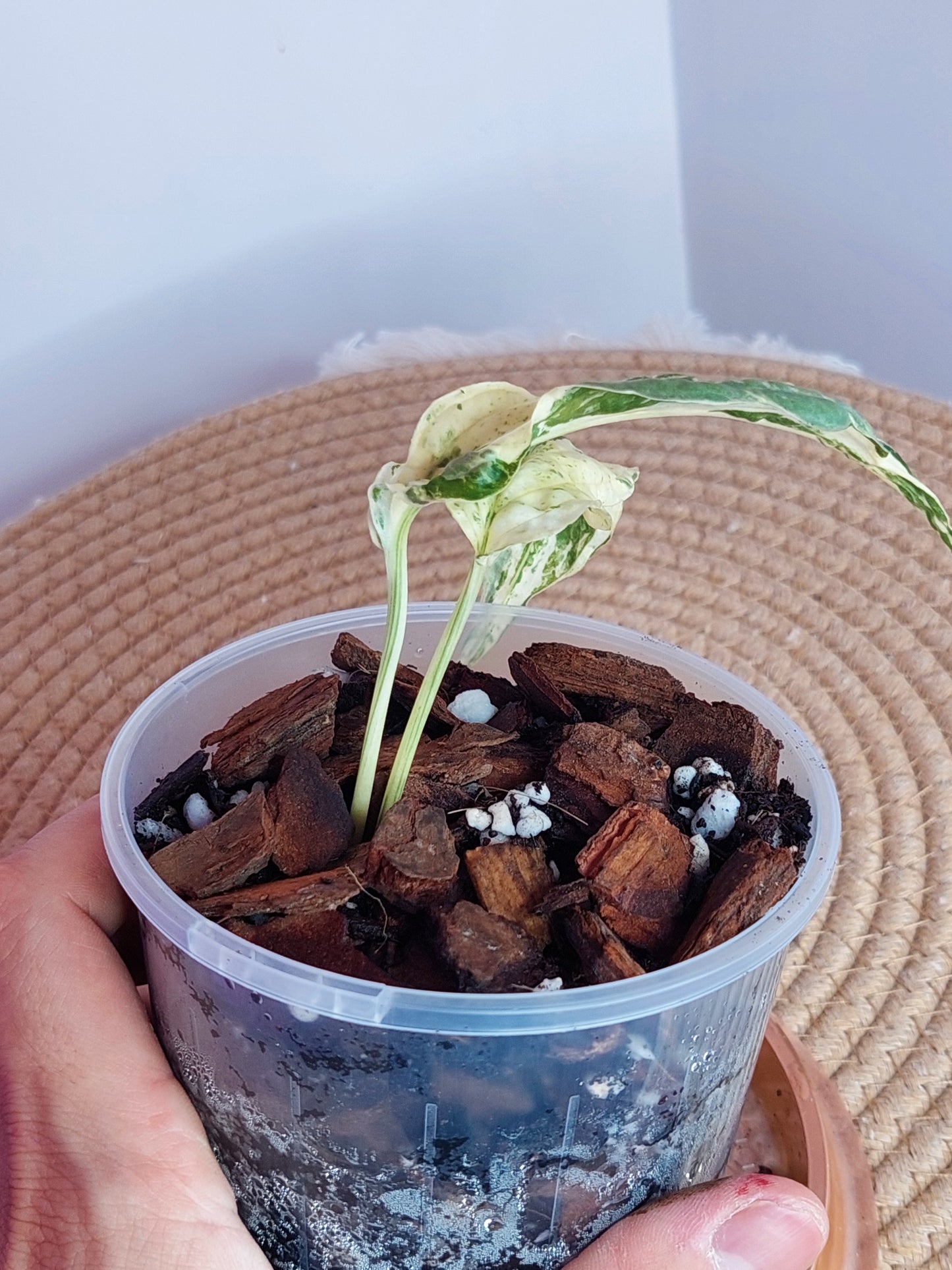 Amydrium Zippelianum Variegated - A