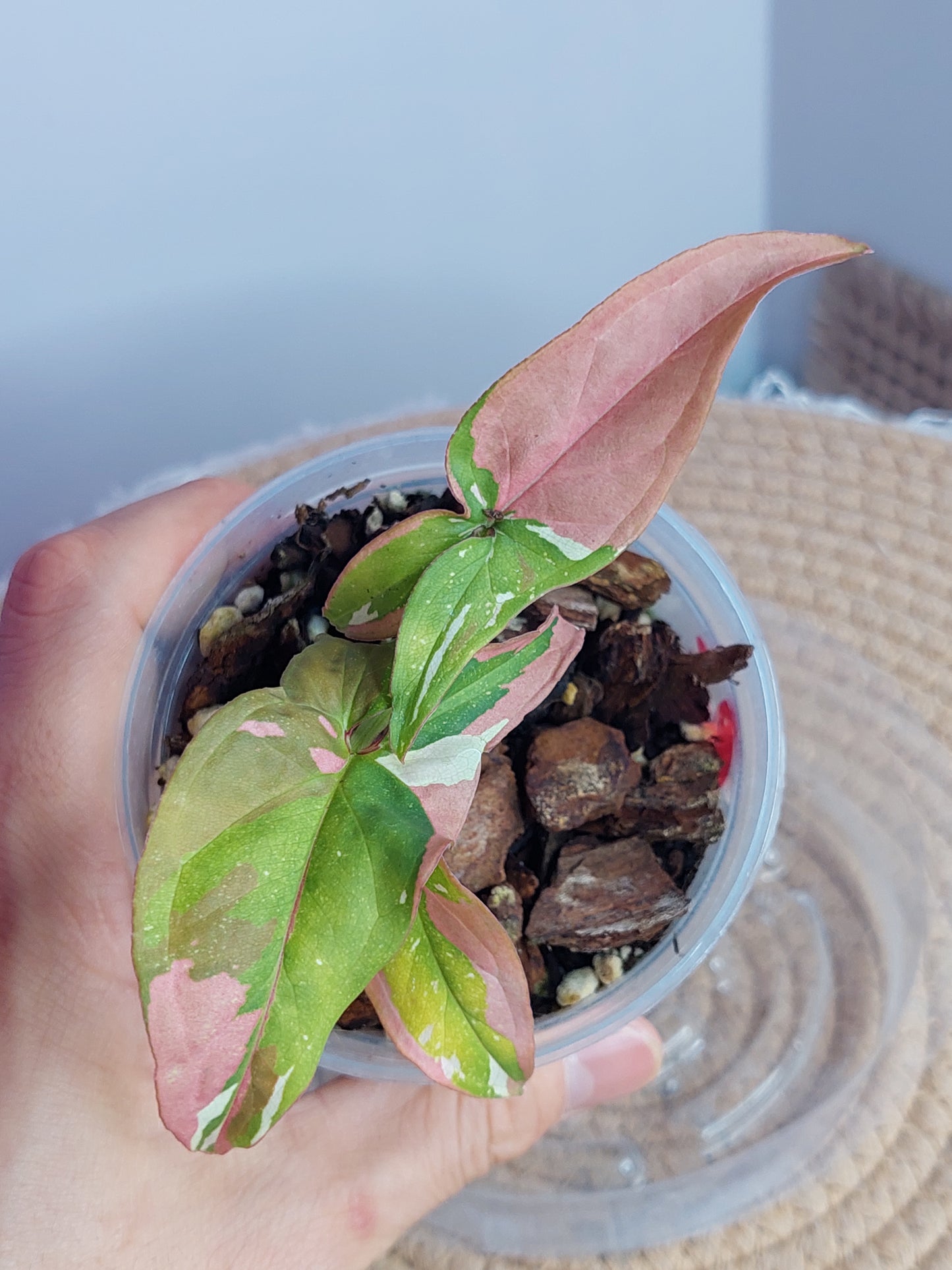 Syngonium Red Spot Tricolour 2
