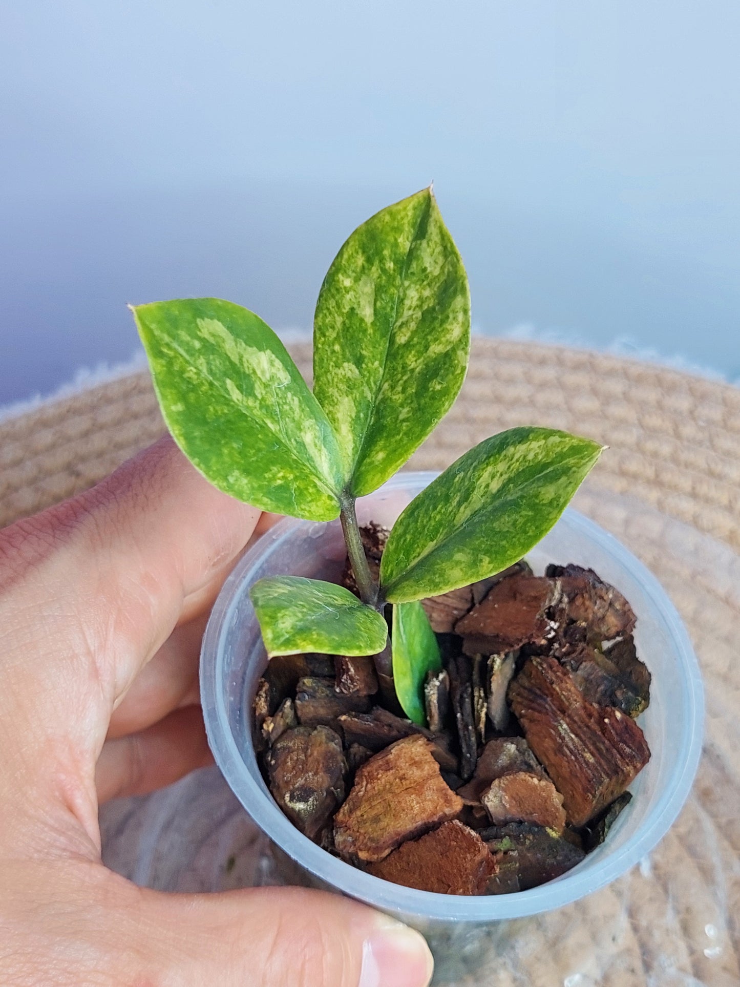 ZZ plant variegated 1