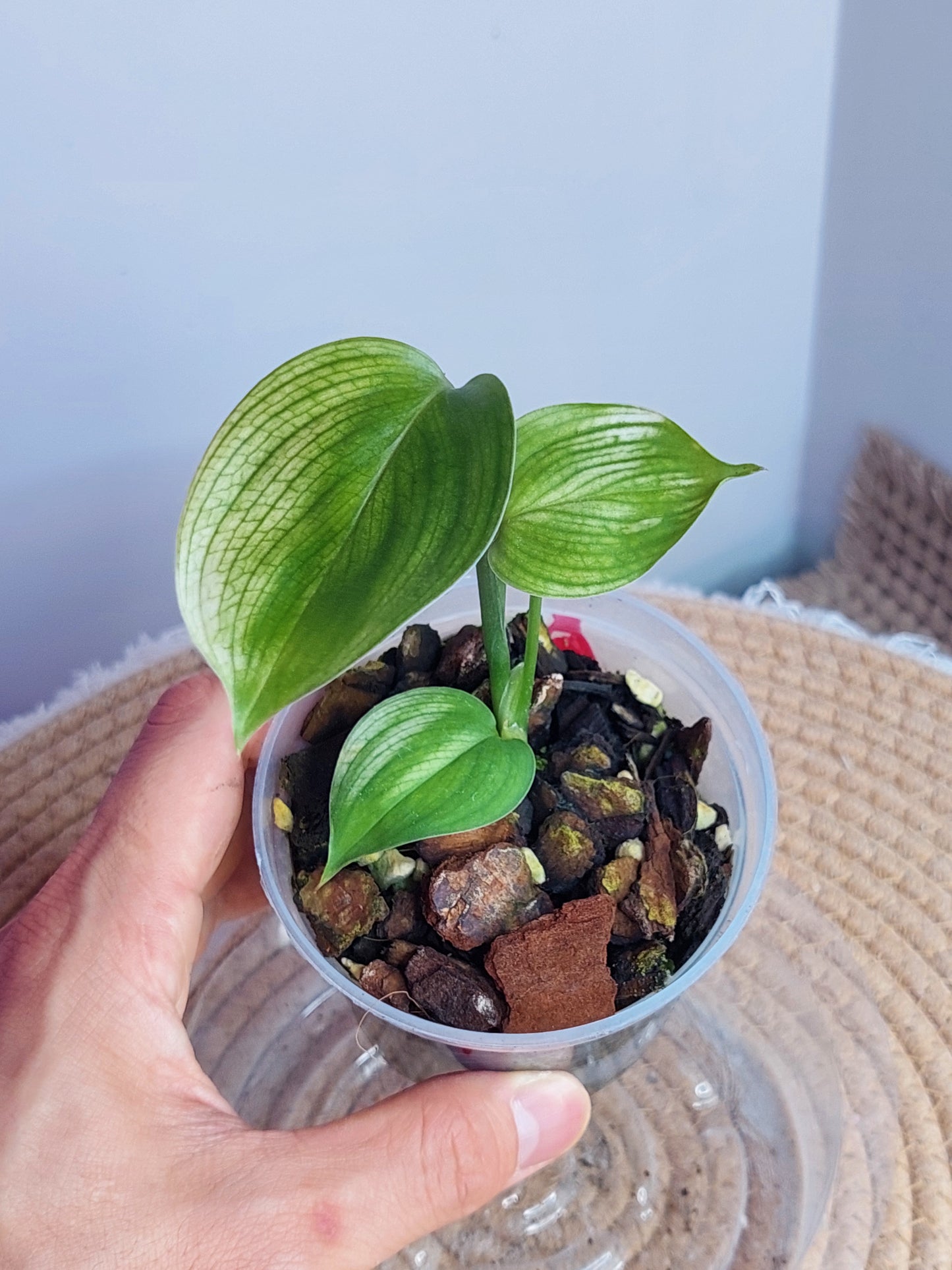 Scindapsus White Monster 1