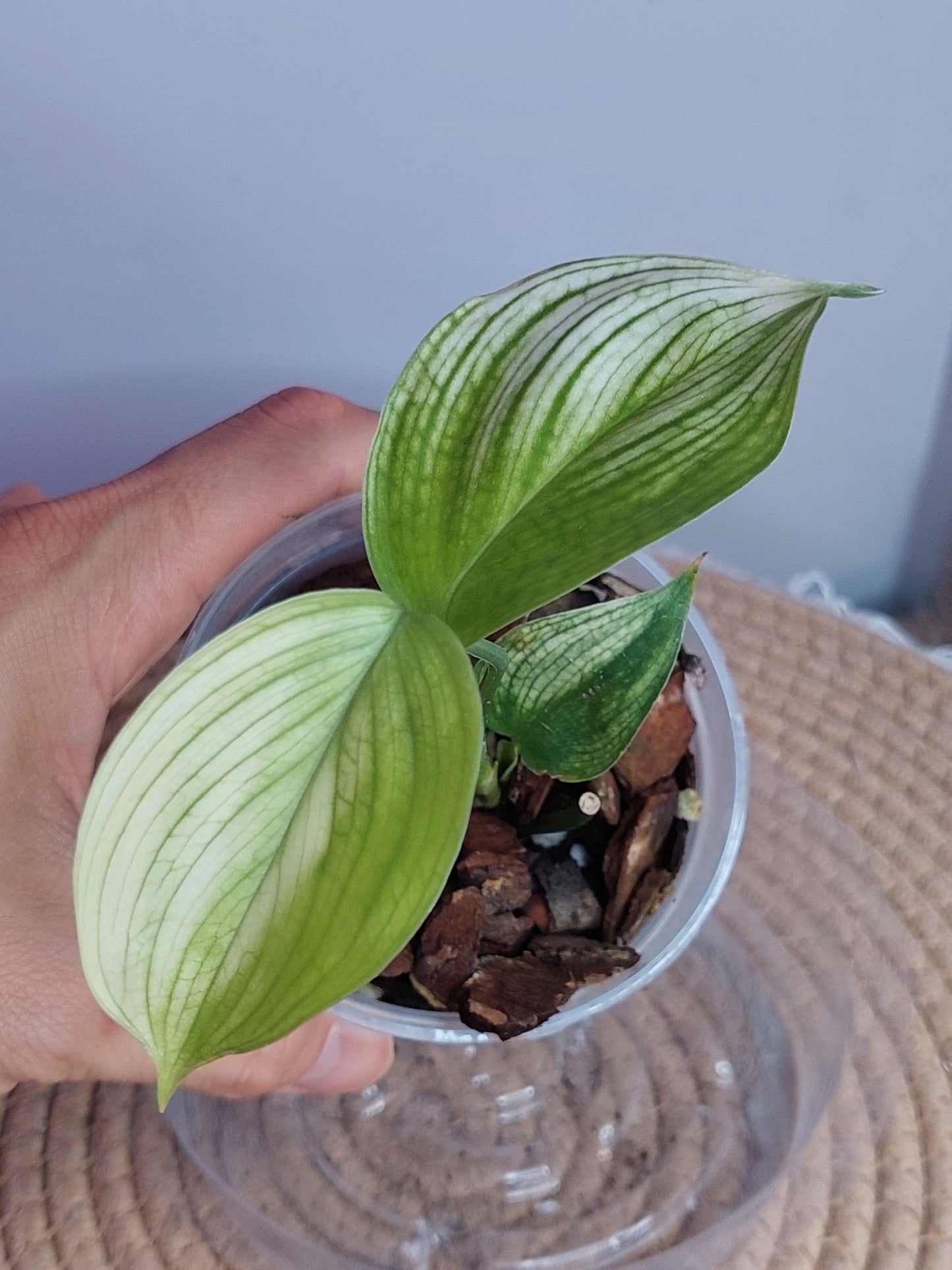 Scindapsus White Monster 3