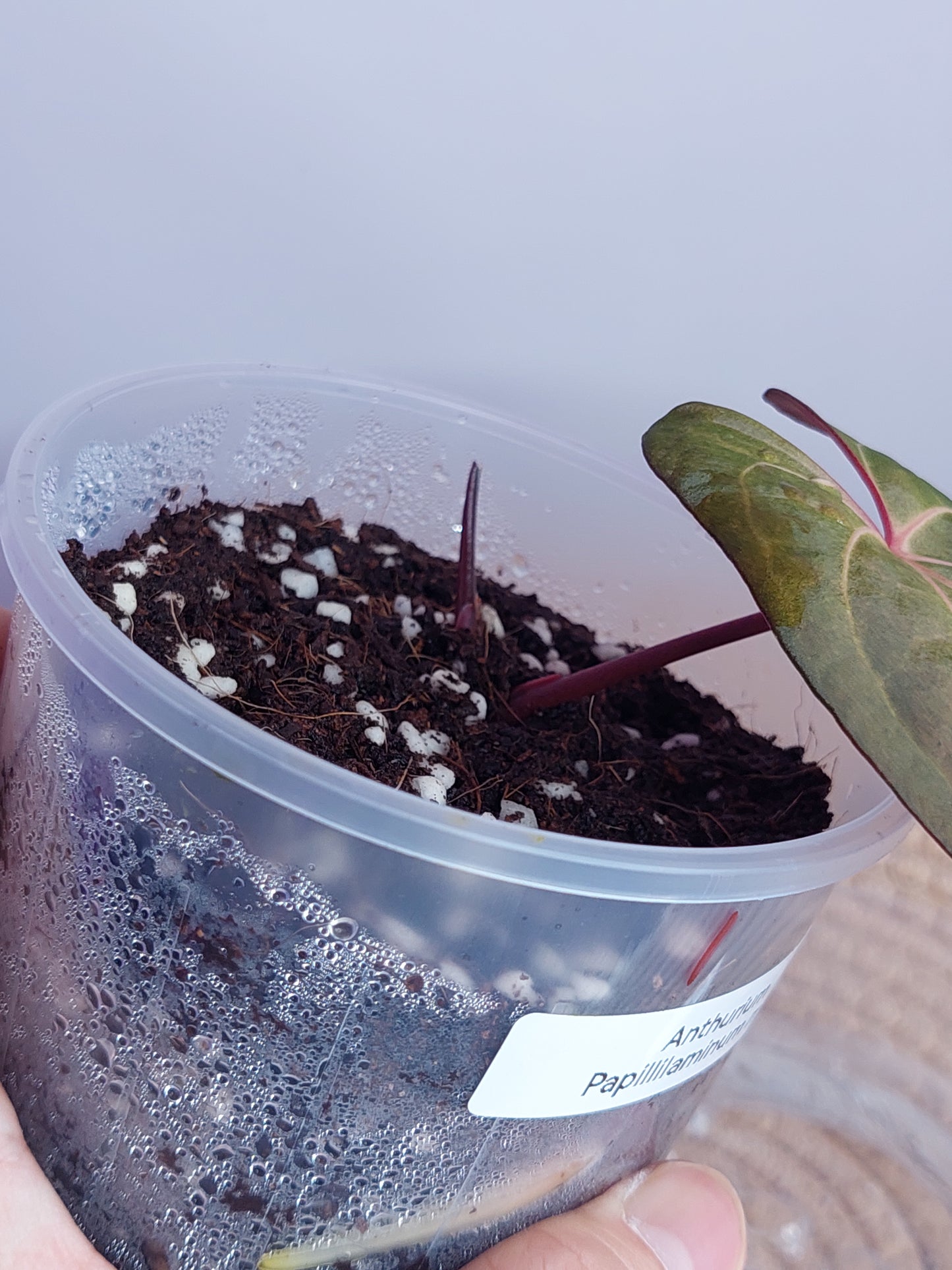 Anthurium Papillilaminum Mint 1
