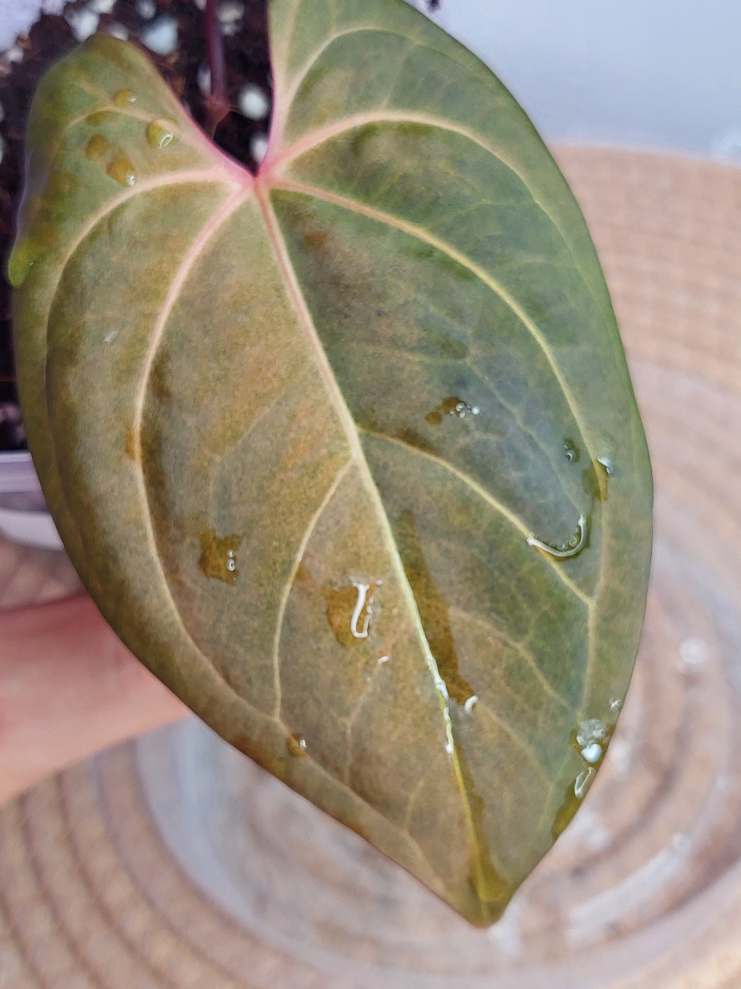 Anthurium Papillilaminum Mint 1