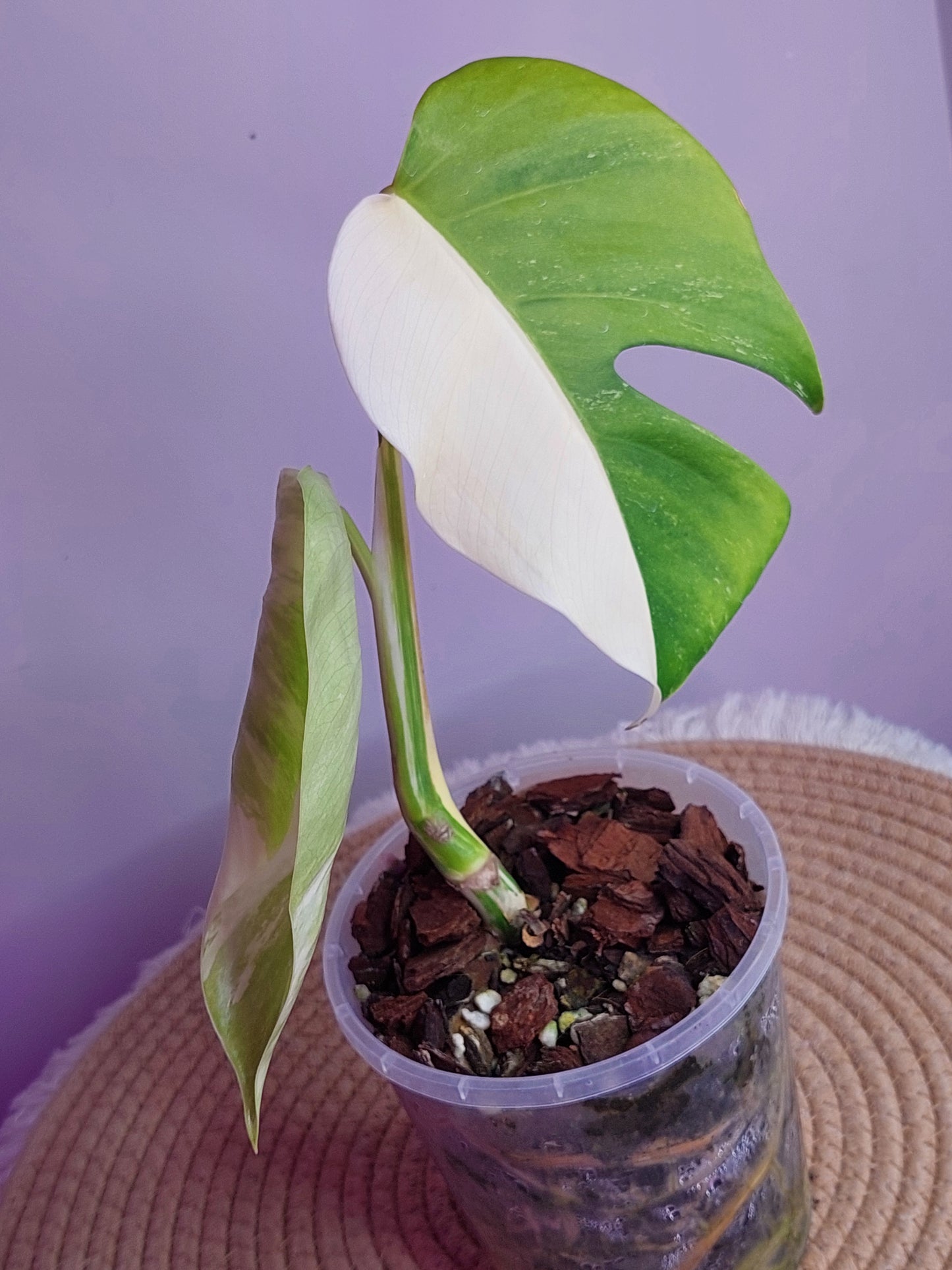 Monstera Borsigiana Albo Variegated - 1