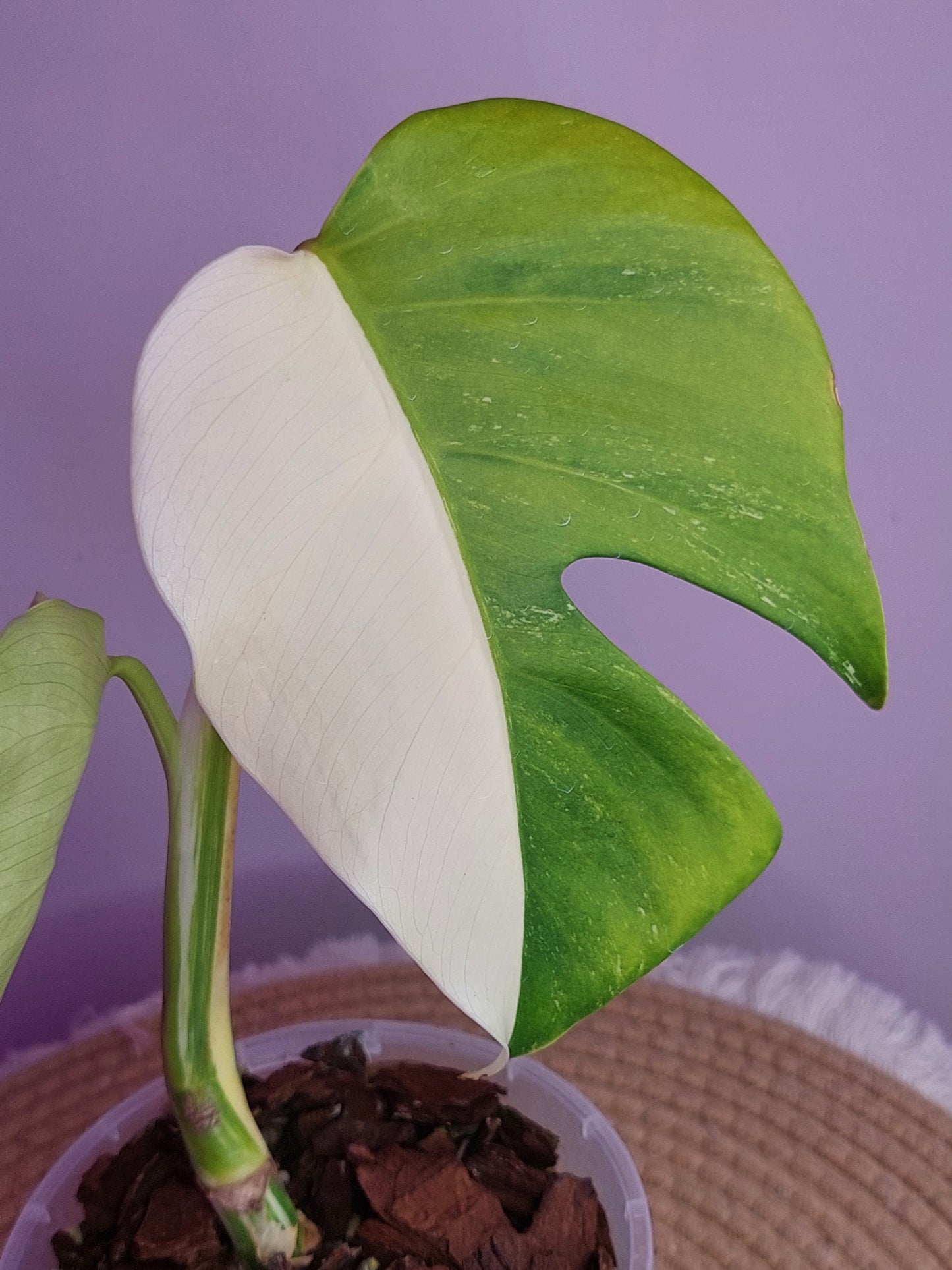 Monstera Borsigiana Albo Variegated - 1