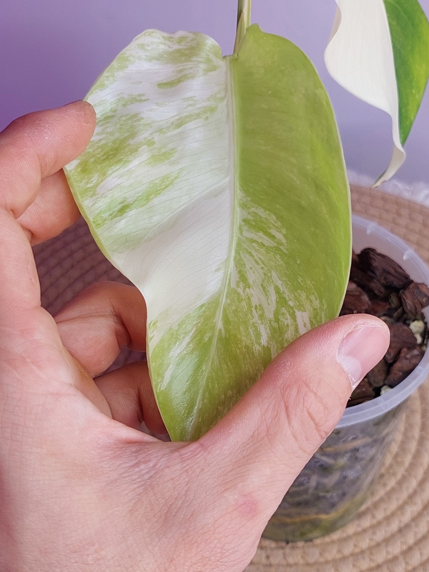 Monstera Borsigiana Albo Variegated - 1