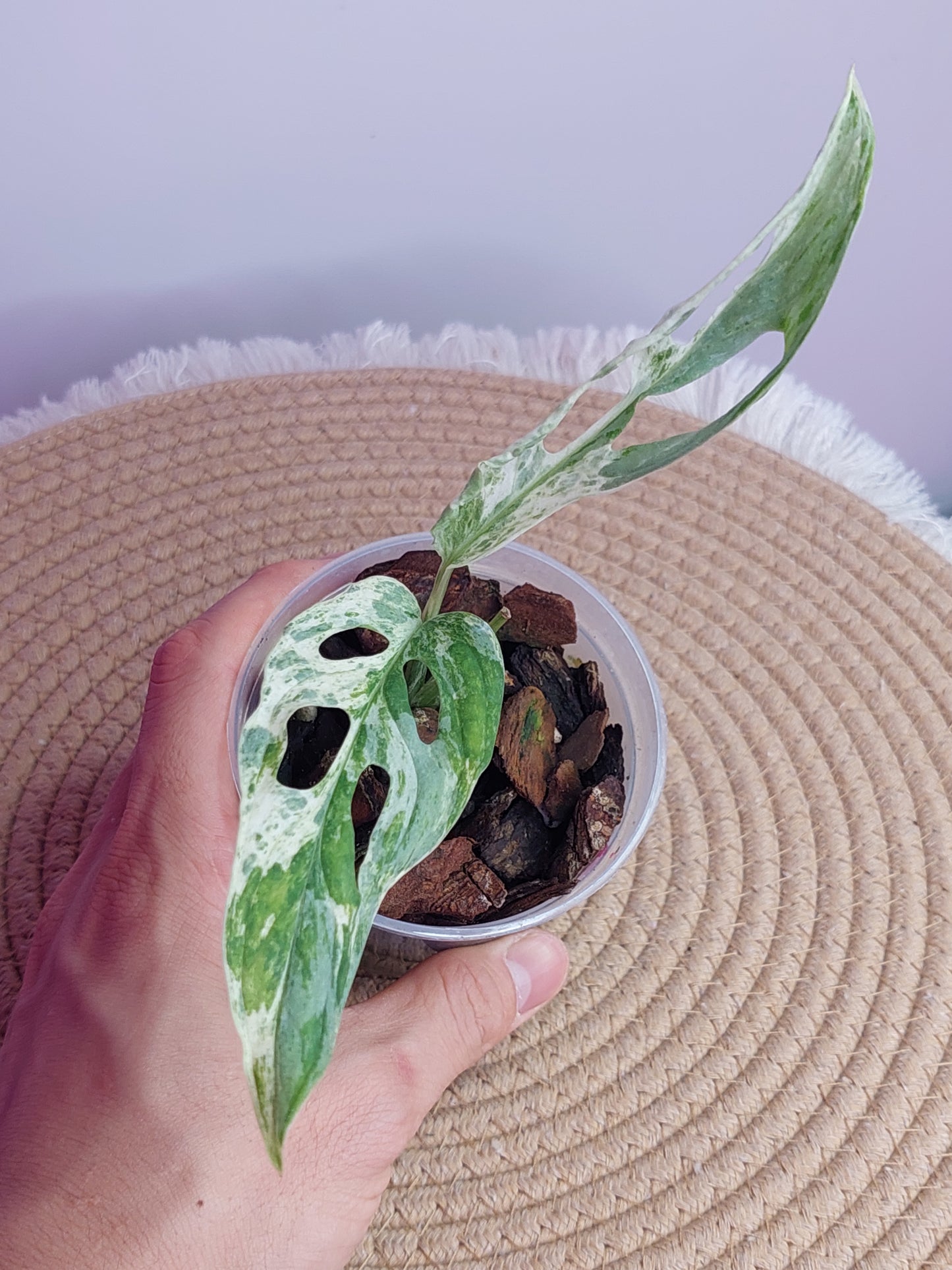 Monstera Adansonii Mint - 1