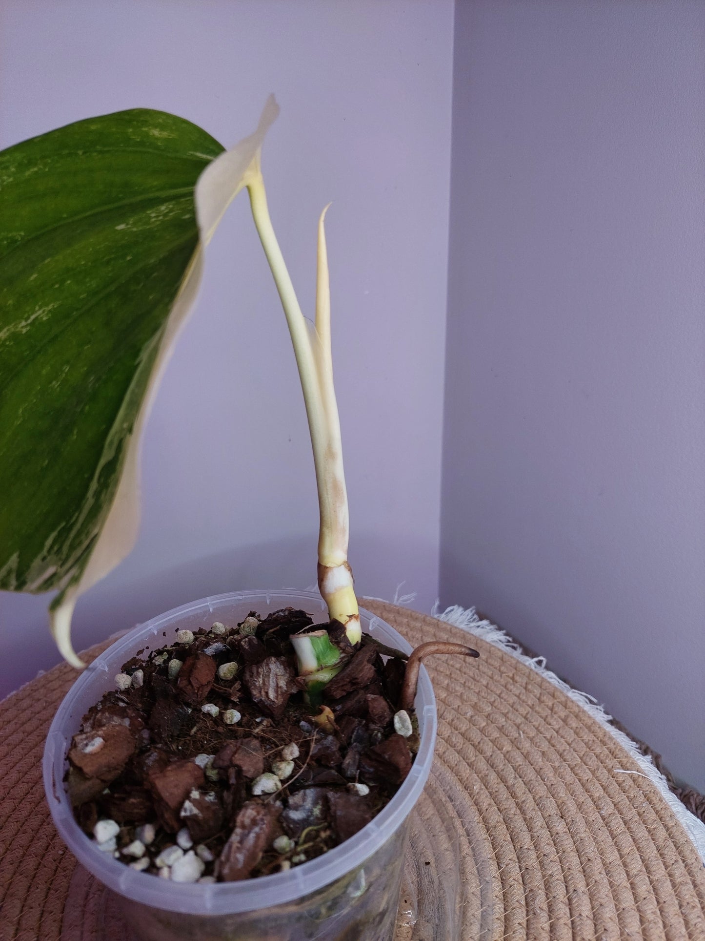Monstera Borsigiana Albo Variegated - A