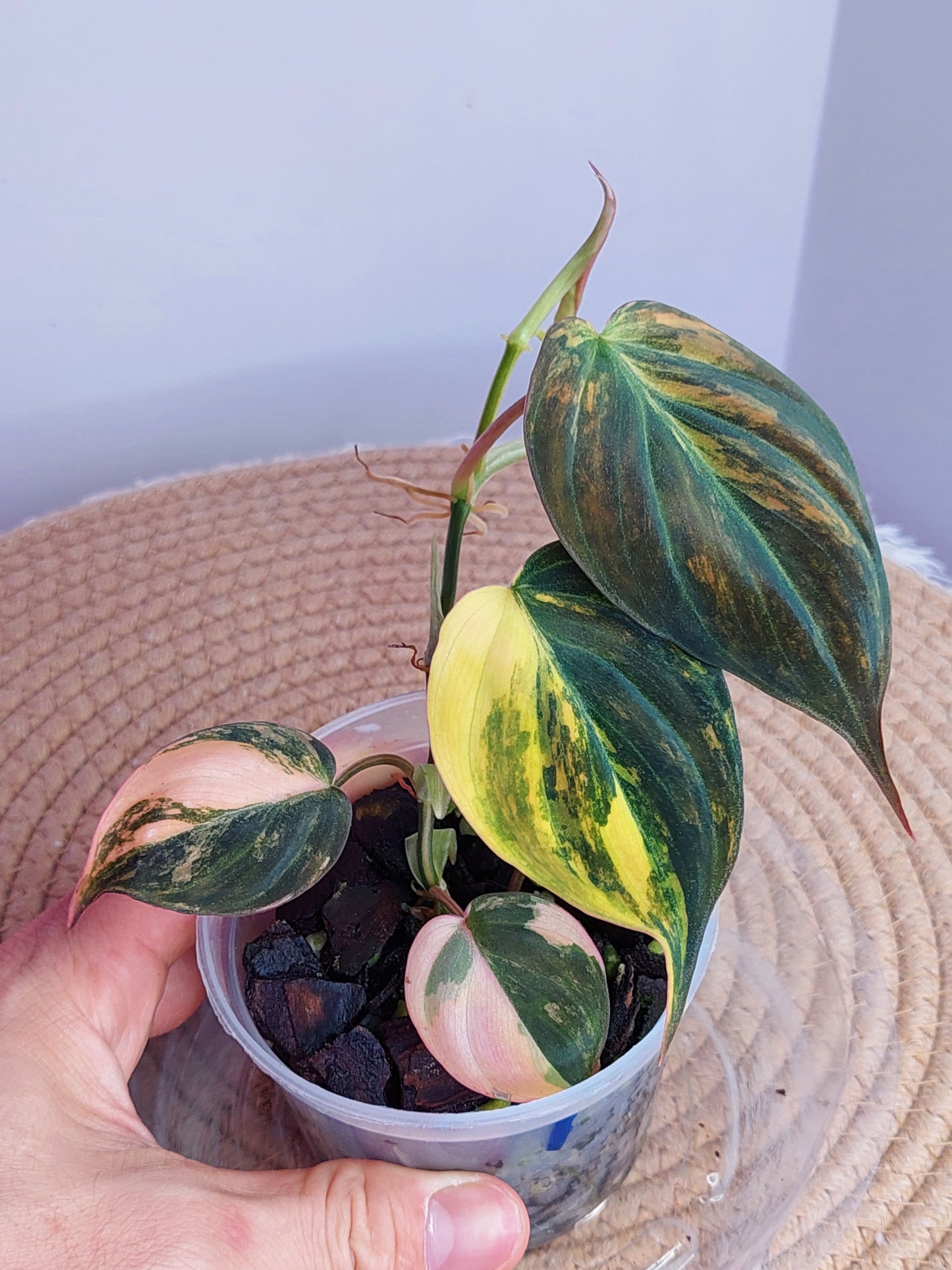 Philodendron Mican Variegated - A