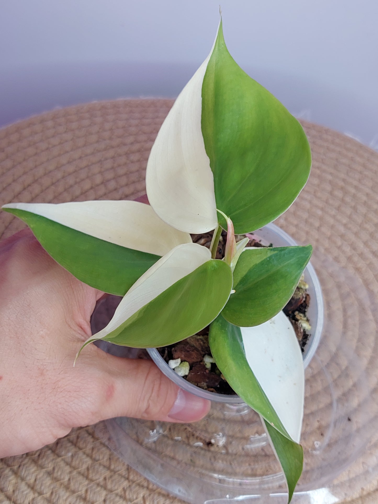 Philodendron Hederaceum Heartleaf Albo - A