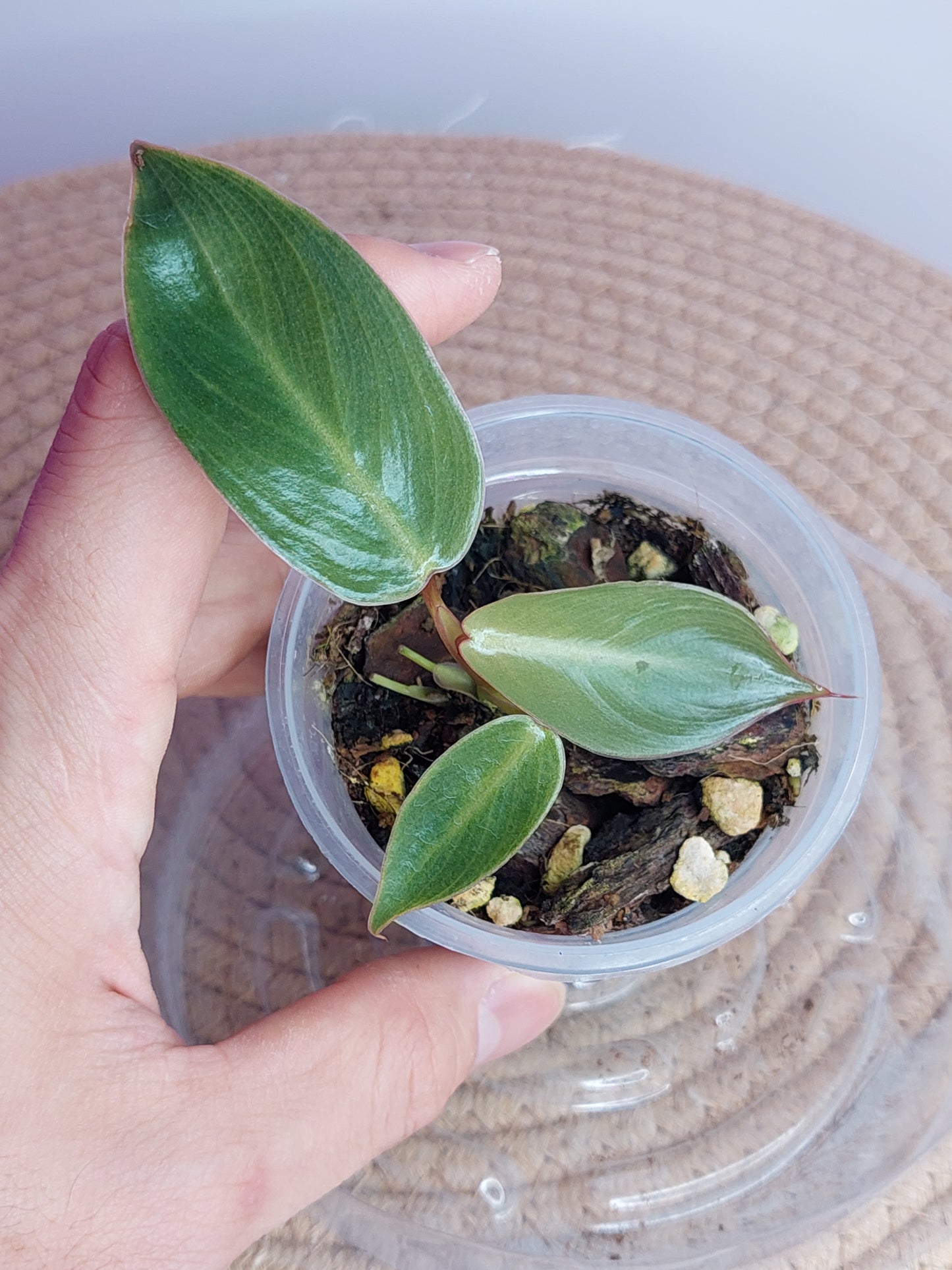 Philodendron Spiritus Sancti _ 01