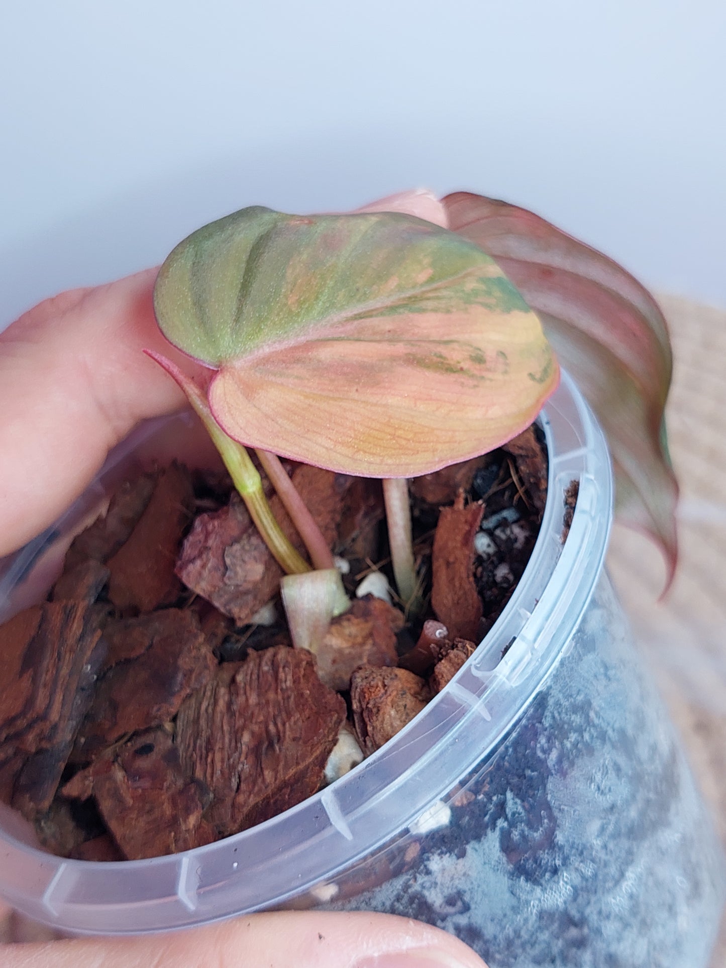 Philodendron Mican Variegated _ 01