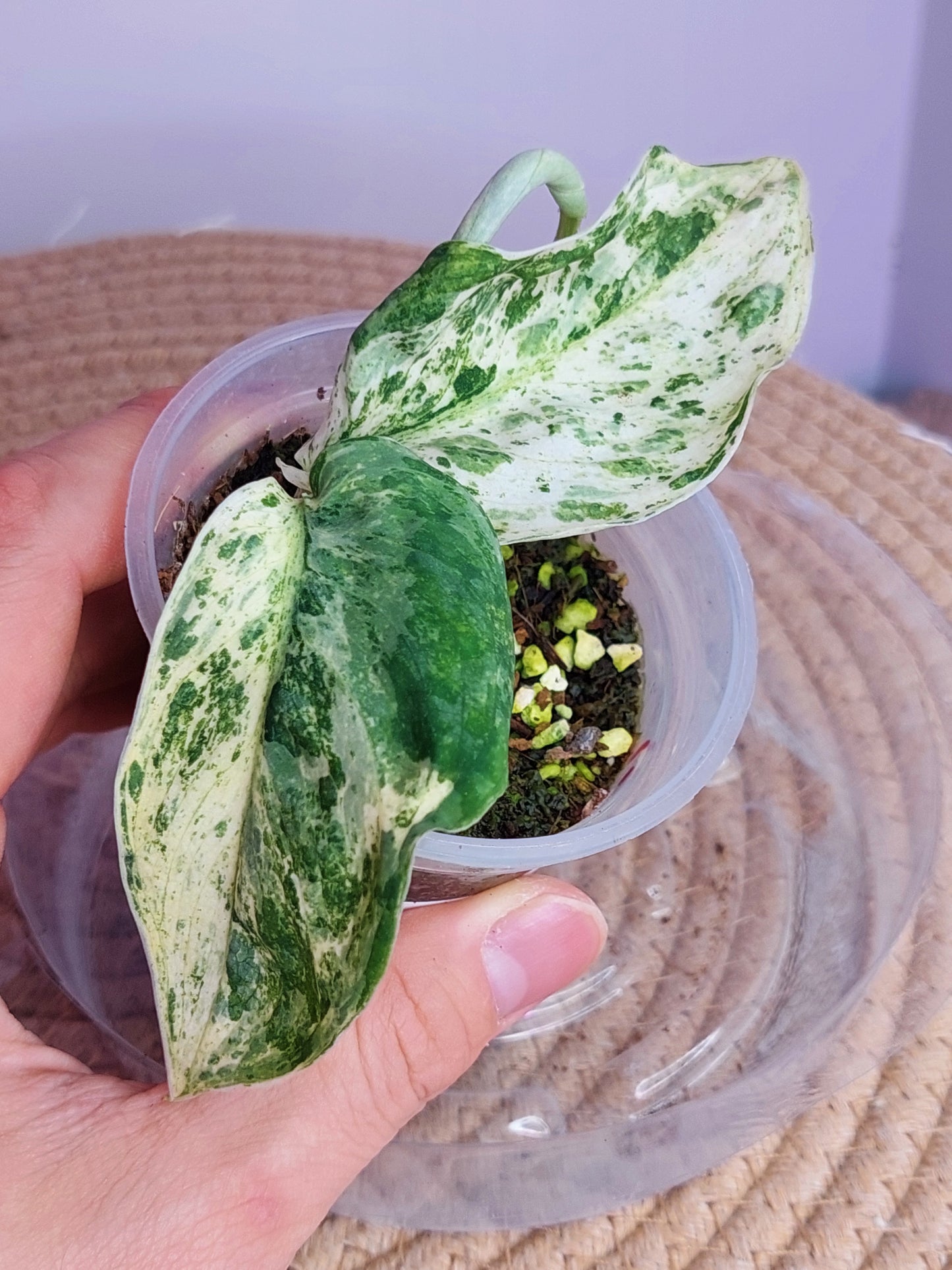 Scindapsus Creme Brulee Variegated _ 01