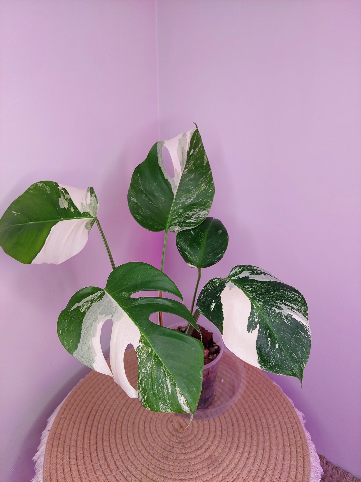 Monstera Borsigiana Albo Variegated _ 01