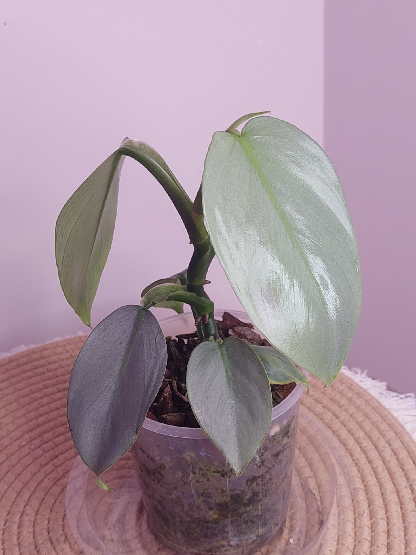 Philodendron Silver Sword 1