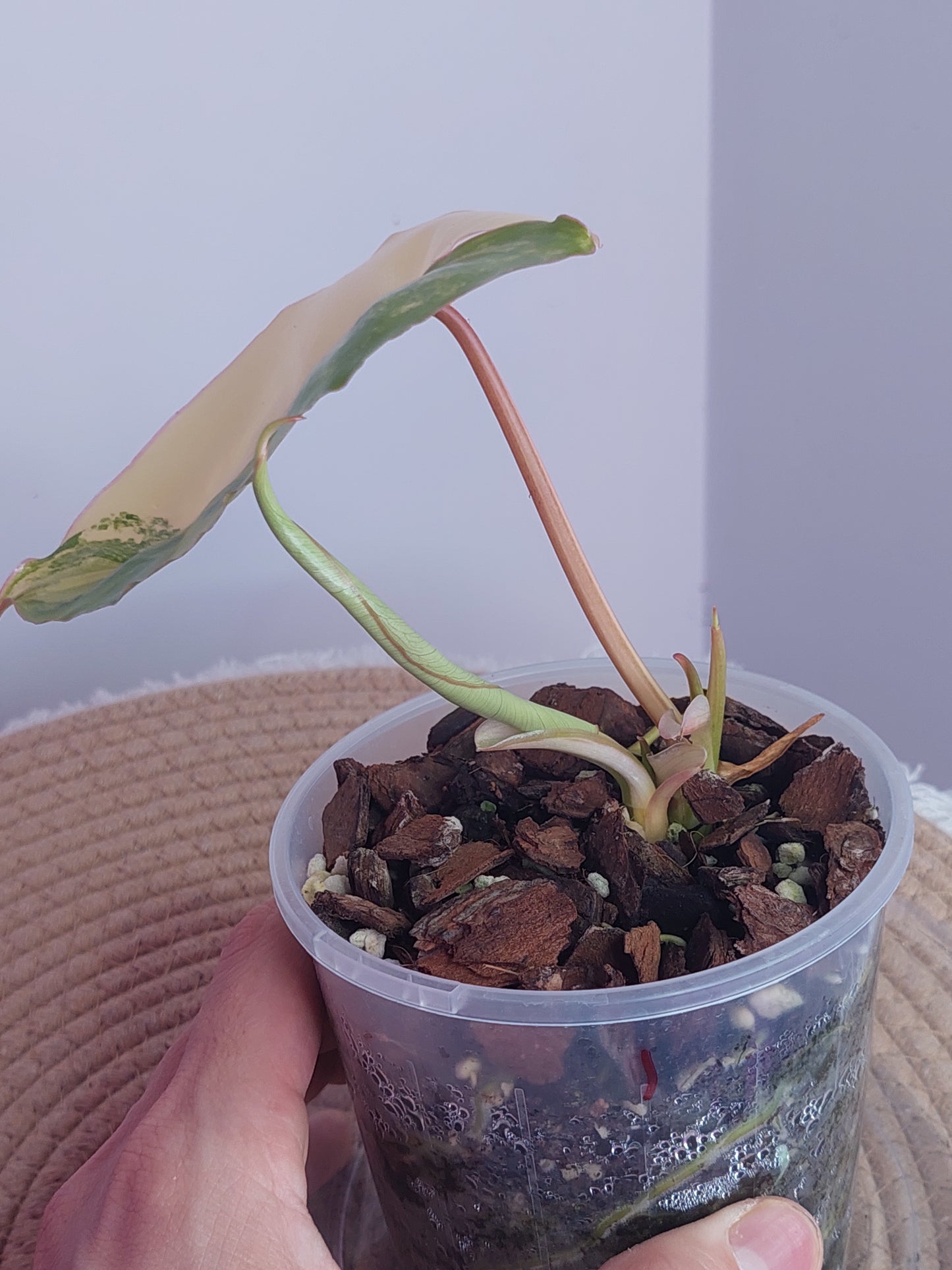Philodendron Burle Marx variegated 1