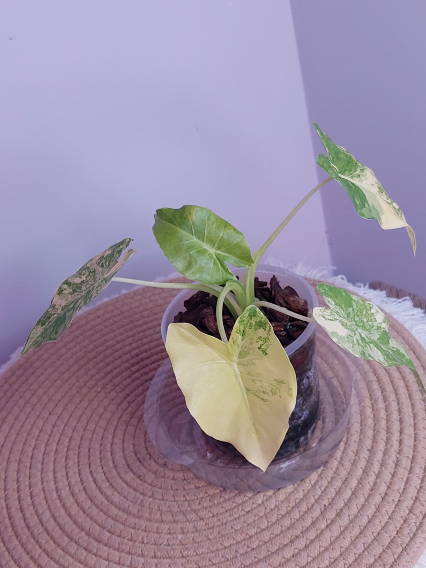 Alocasia Gageana Aurea Variegated 1