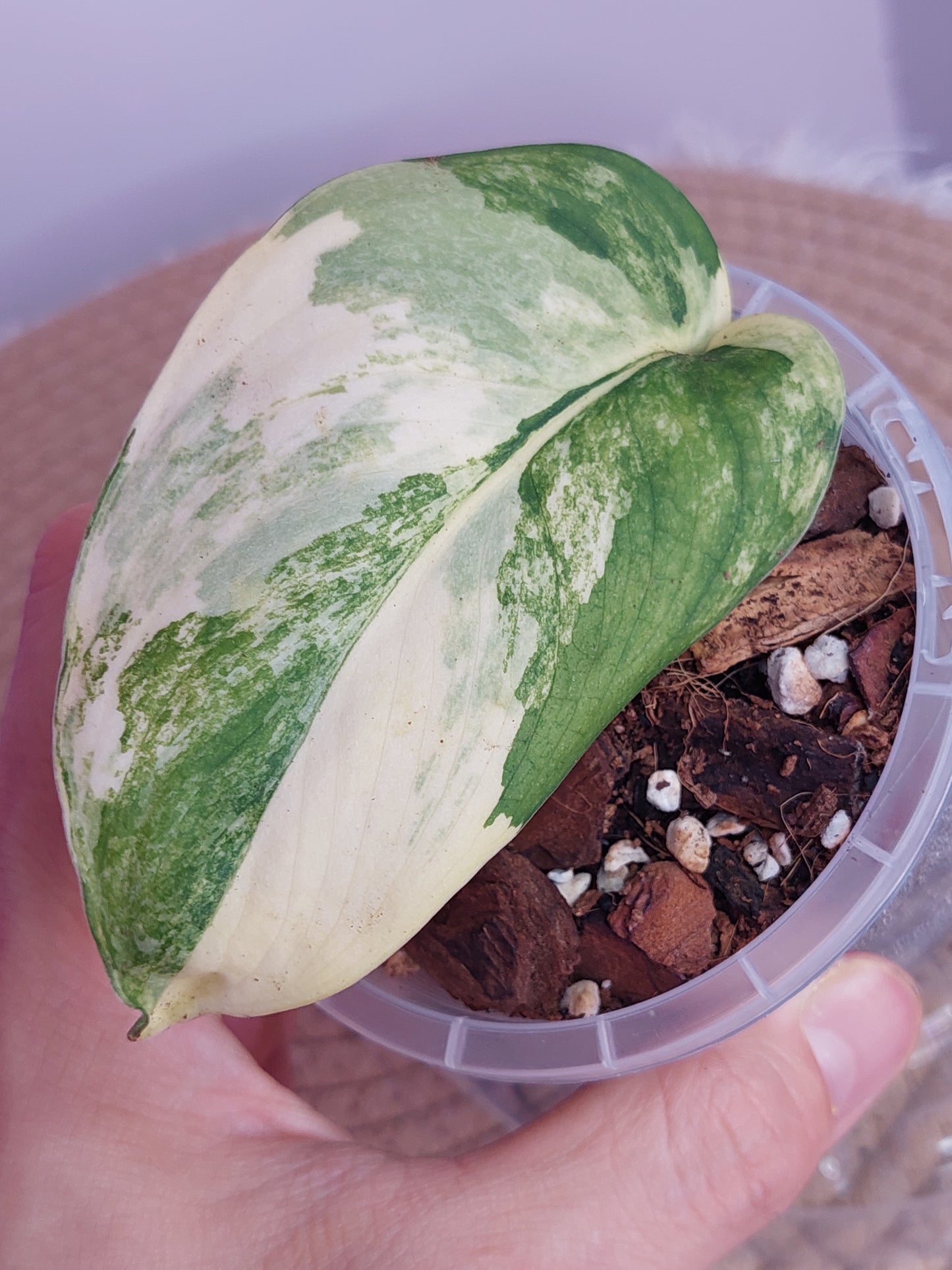 Scindapsus Jade Satin Variegated 1