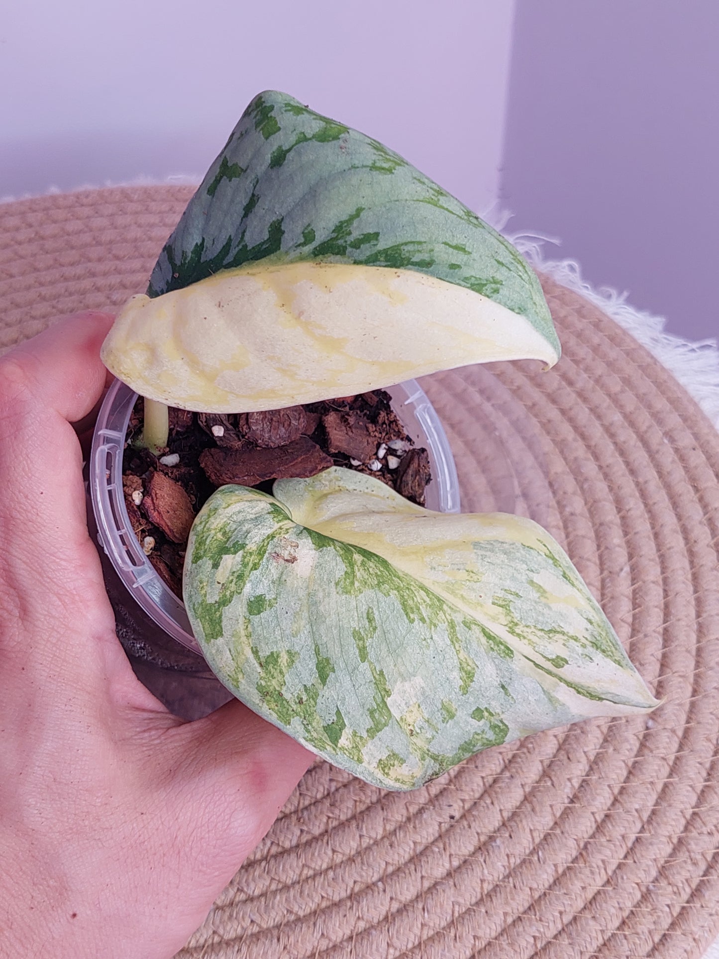Scindapsus Exotica Variegated 2