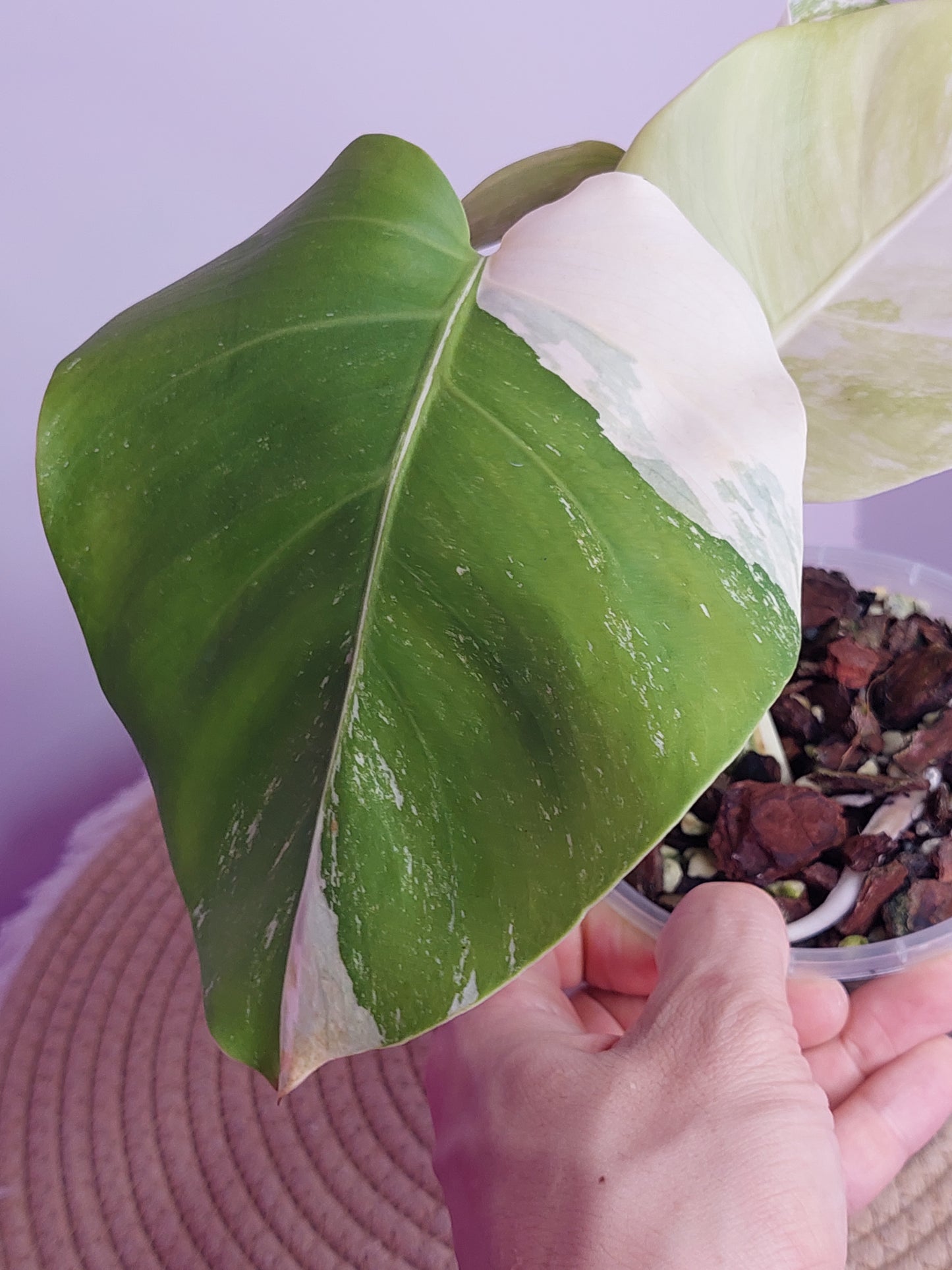 Monstera Borsigiana Albo Variegated 1